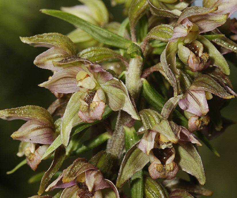 Epipactis helleborine - Brede wespenorchis, Broad-leaved helleborine, Weed orchid