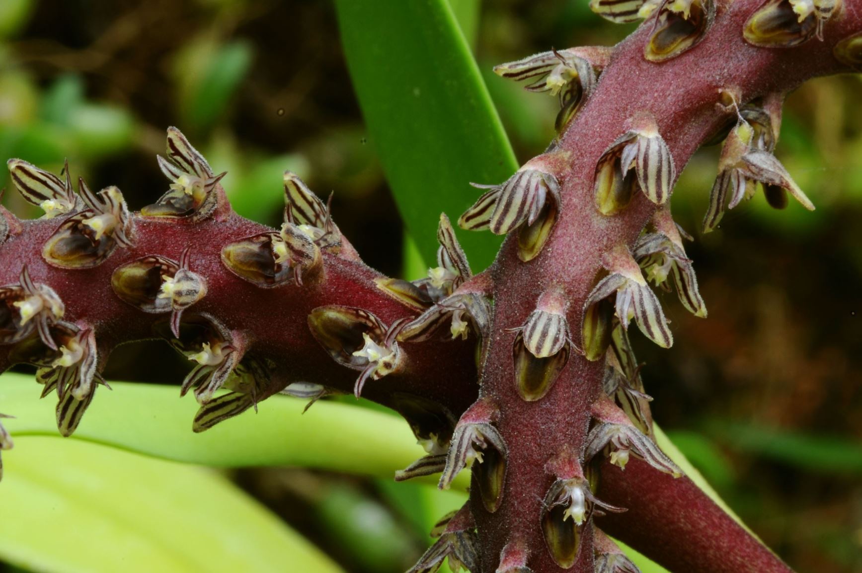 Bulbophyllum pubiflorum