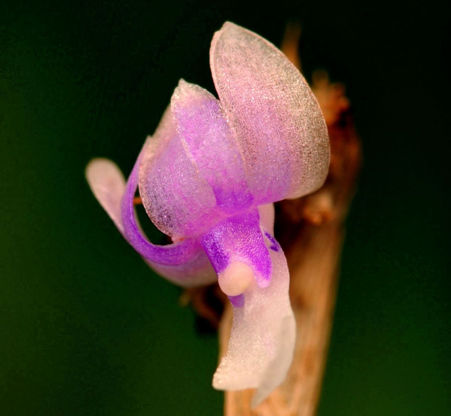 Dendrobium reflexitepalum