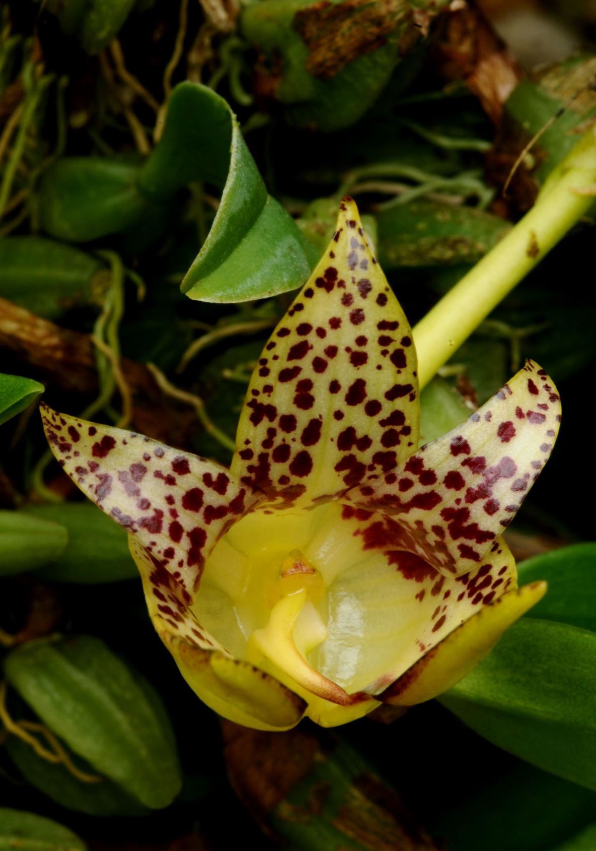 Bulbophyllum gerlandianum