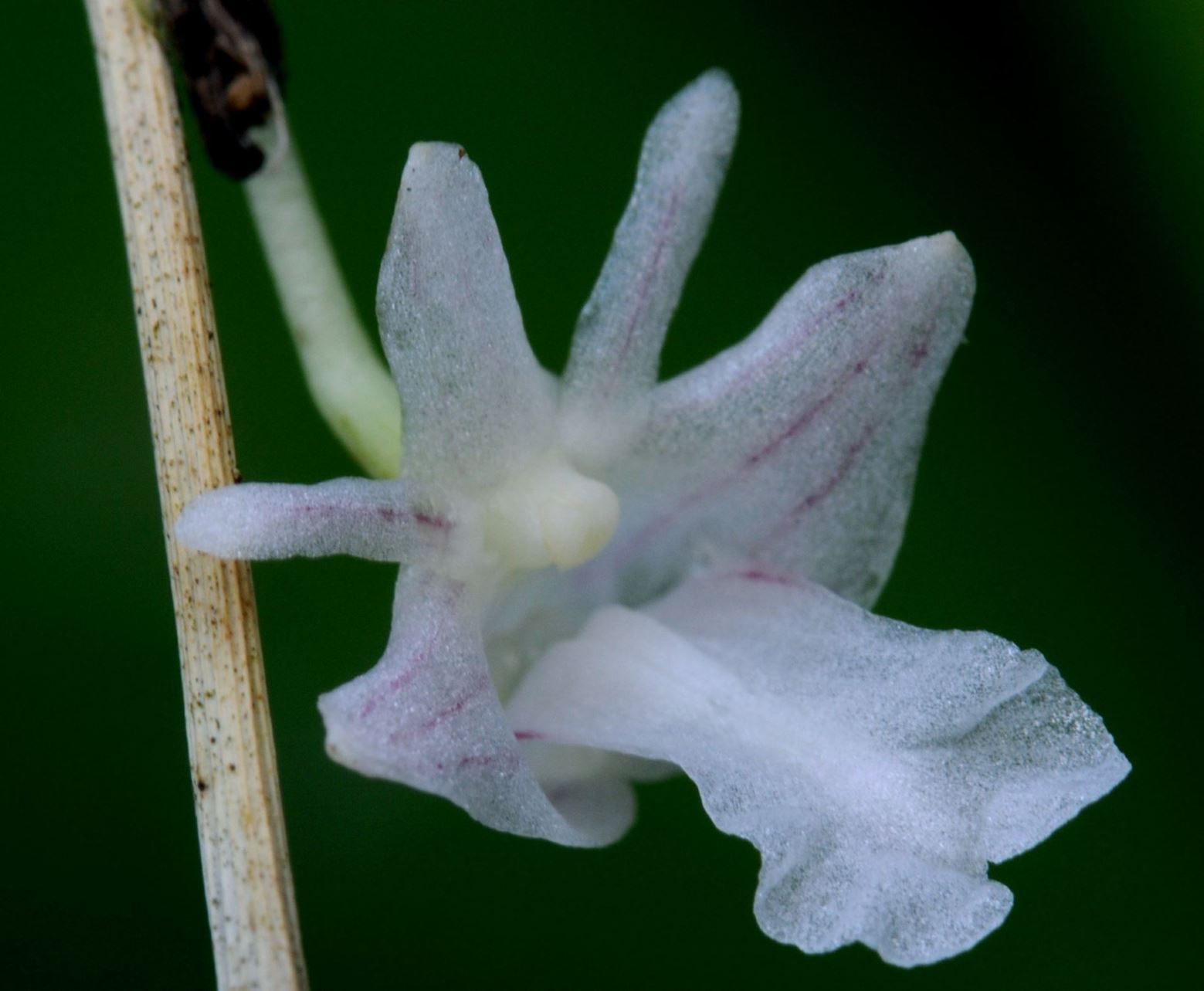 Dendrobium pseudocalceolum