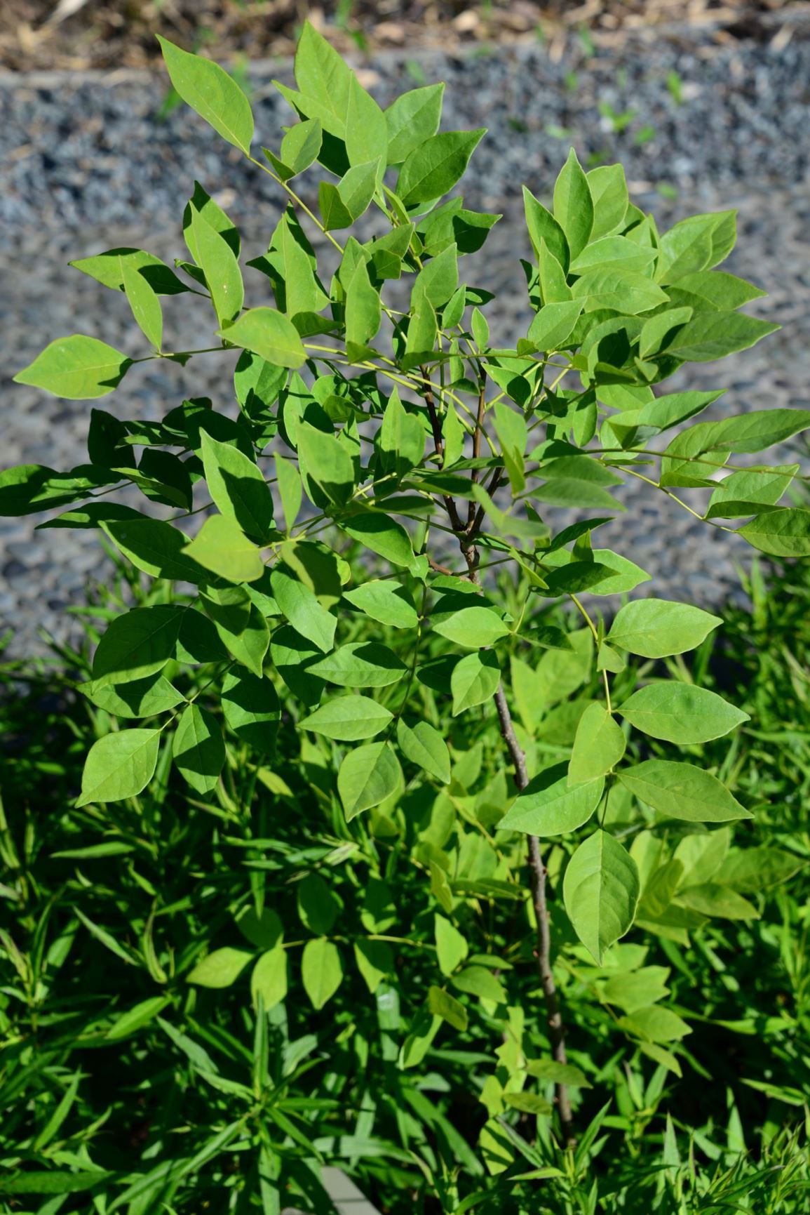Maackia amurensis - Japanse zilverboom, Amoer-zilverboom, Oost-Siberische zilverboom, Amoer-maackia, Amur maackia, 马鞍树属 ma an shu shu
