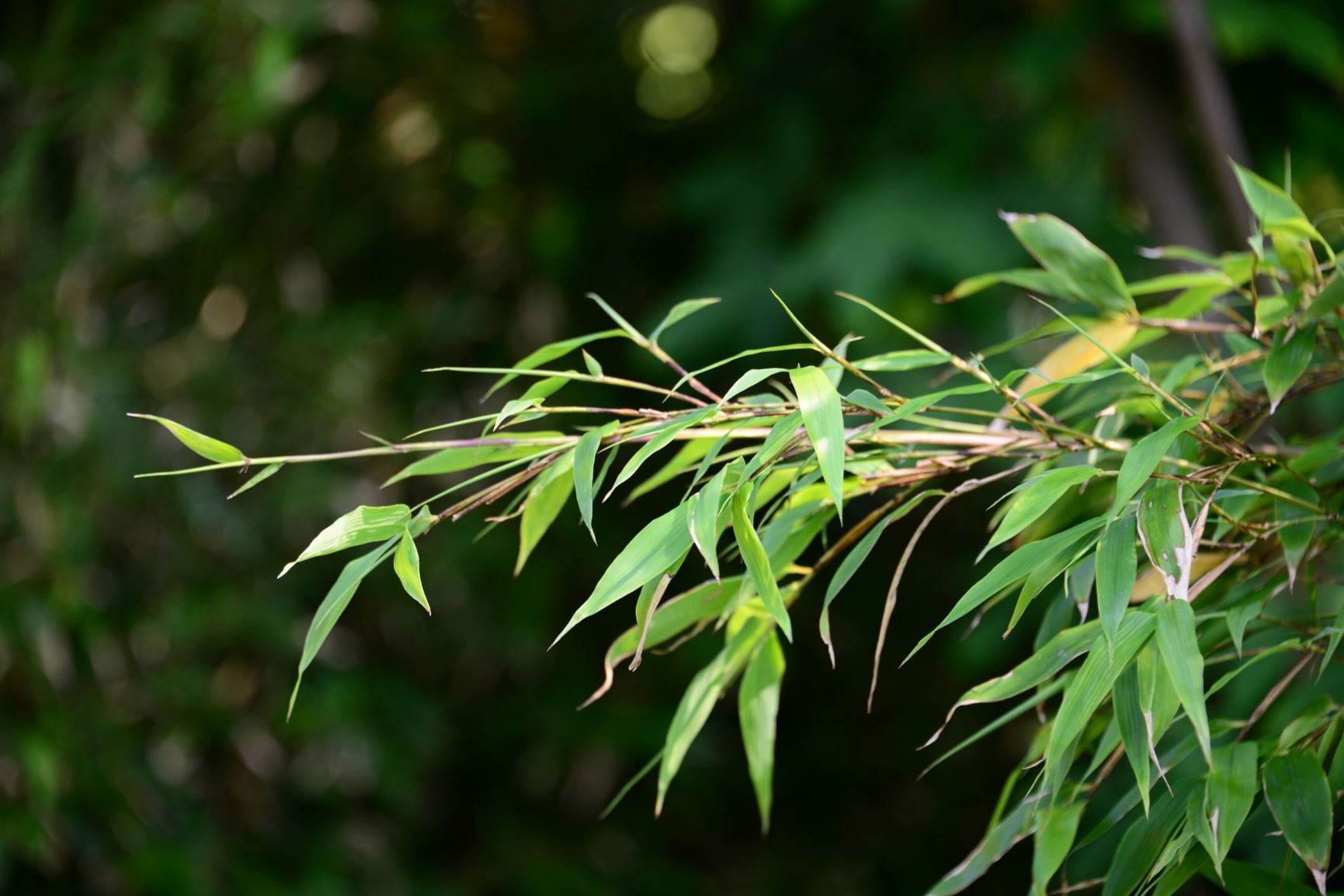 Phyllostachys nigra - Zwarte bamboe, ebony bamboo, black Japanese bamboo, クロチク kuro-chiku, 紫竹 zi zhu