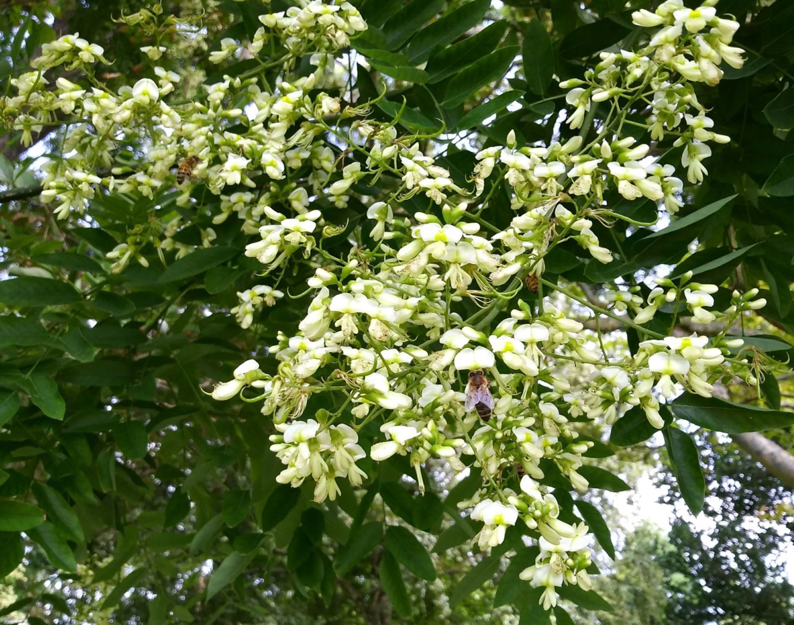 Styphnolobium japonicum - Honingboom, Sophora, Japanese pagoda tree, Chinese scholar tree, エンジュ enju, 槐 huai