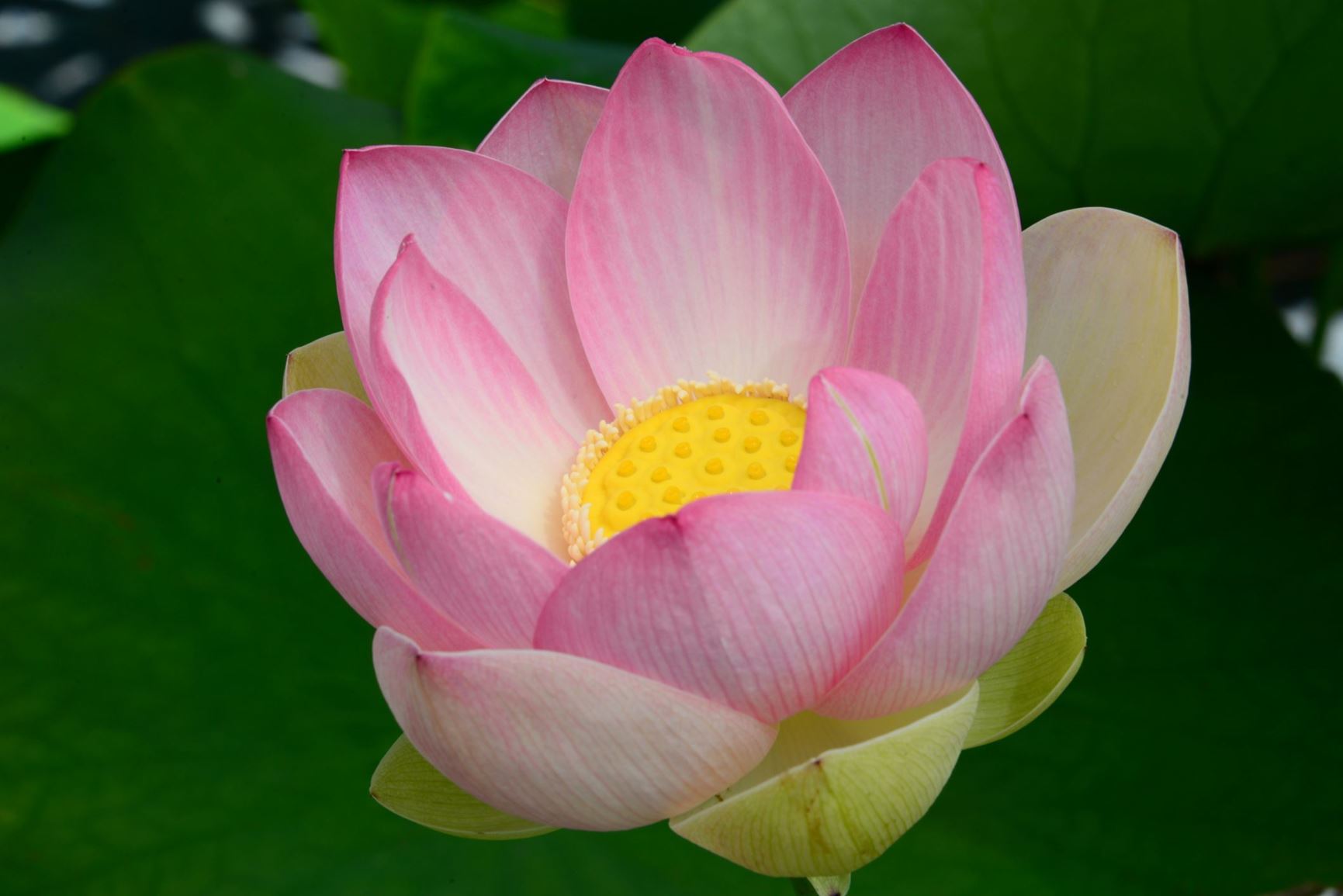 Nelumbo nucifera 'Pekinensis Rubra' - Heilige of Indische lotus, Sacred lotus