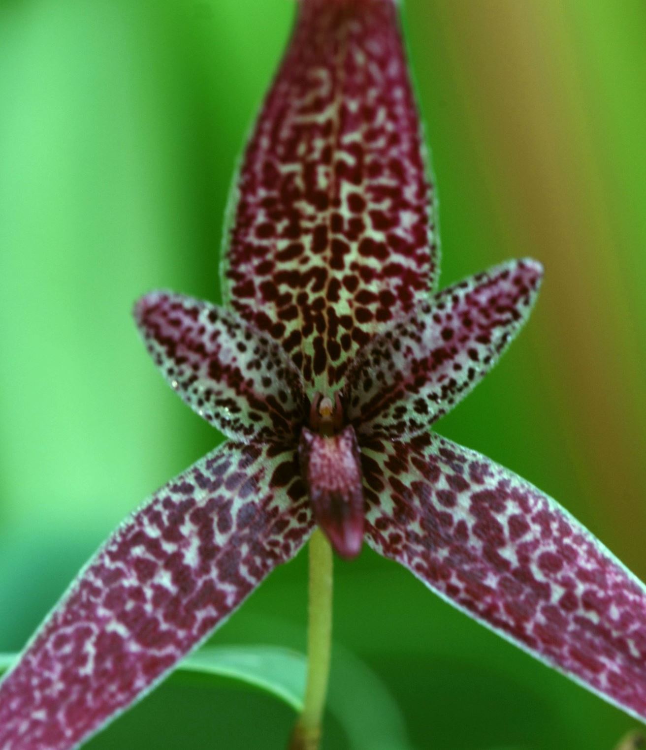 Bulbophyllum woelfliae