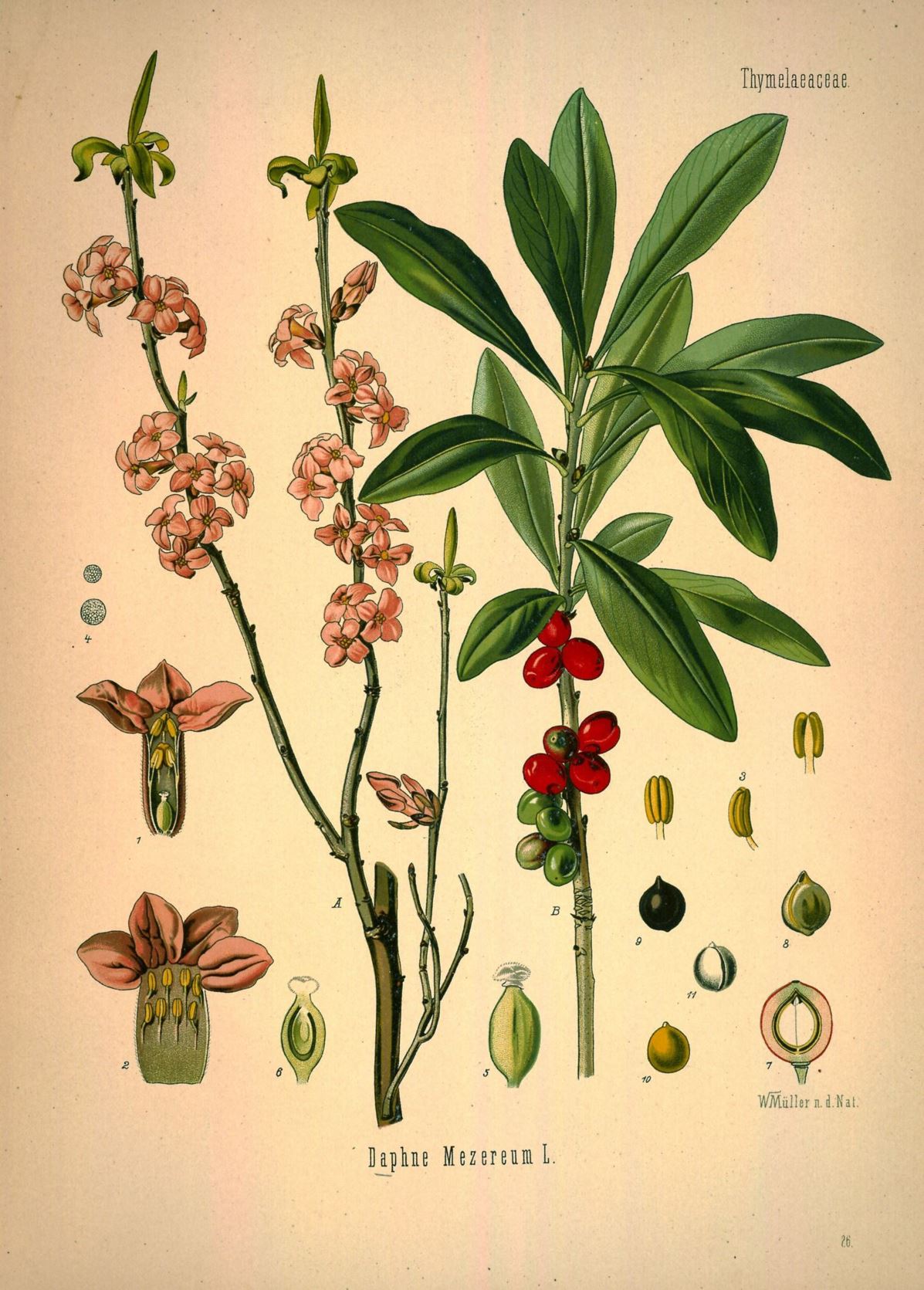 Daphne mezereum - Rood peperboompje, Mezereon, February daphne