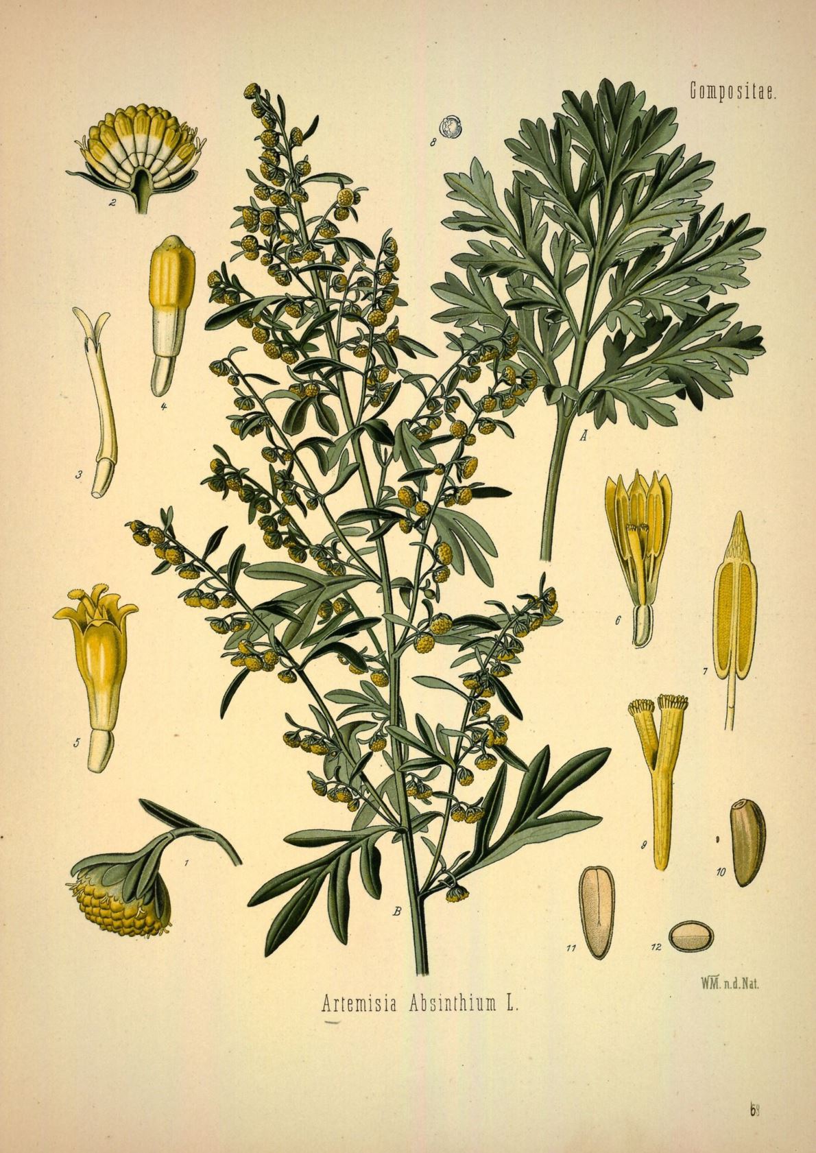 Artemisia absinthium - Absintalsem, Absinthe; Common wormwood; Old man; Lady's love