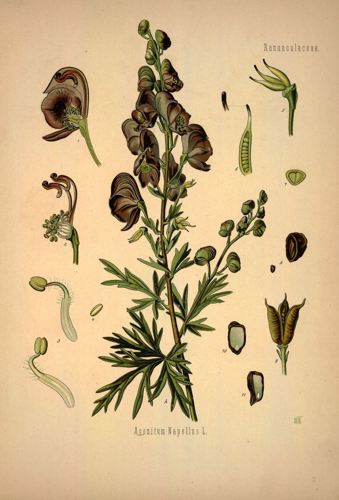 Aconitum napellus - Blauwe monnikskap, Helmet flower; Friar's-cap; Soldiers cap; Turks cap; Bear's-foot; Garden wolfsbane; Garden monkshood