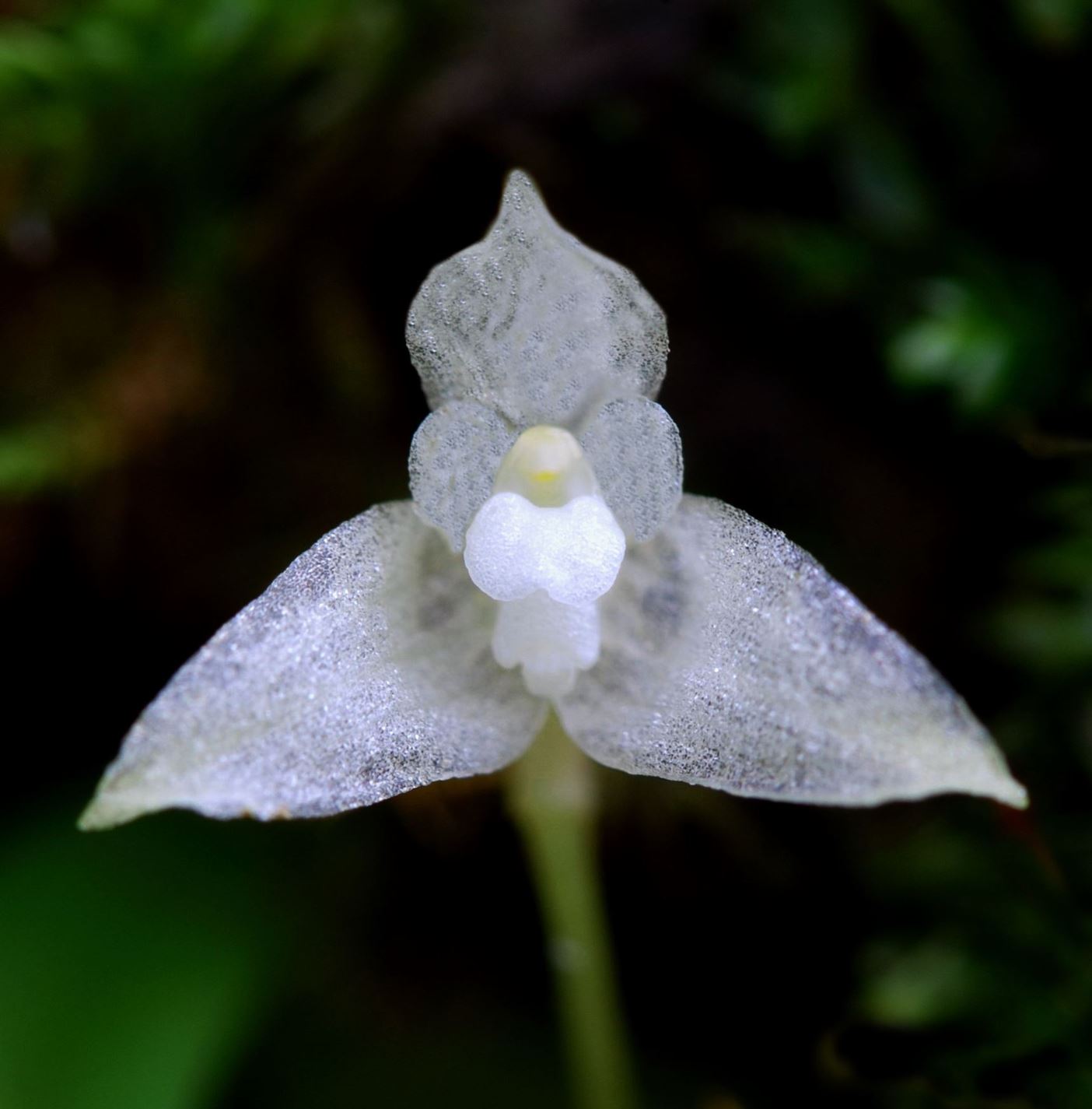 Bulbophyllum laxum