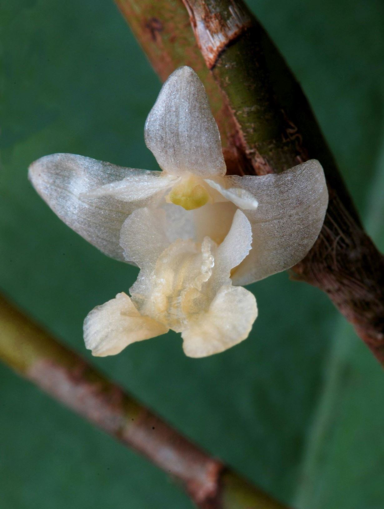 Dendrobium xantholeucum