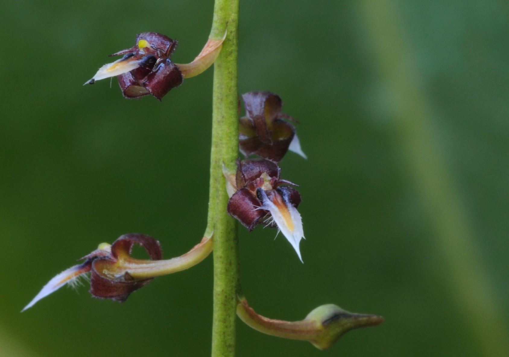 Bulbophyllum saltatorium var. albociliatum