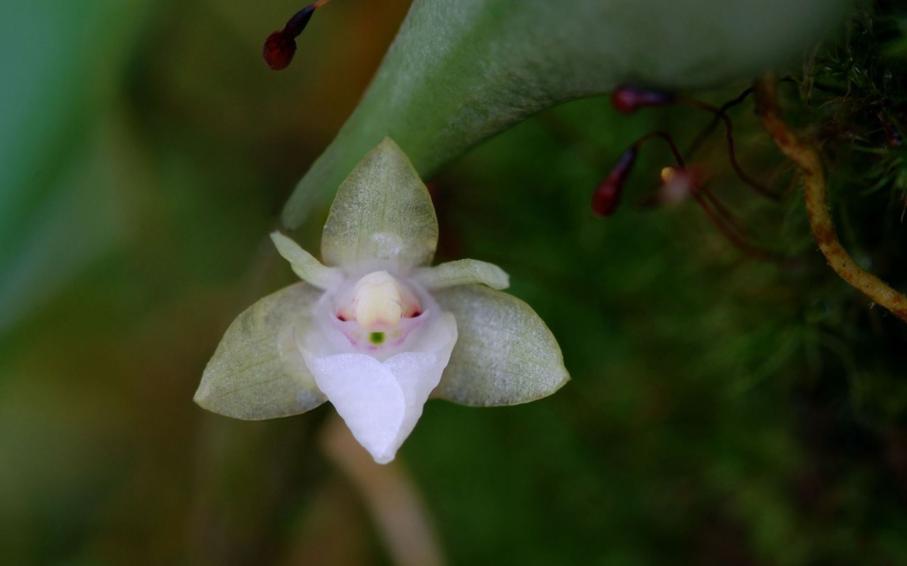 Dendrobium parietiforme