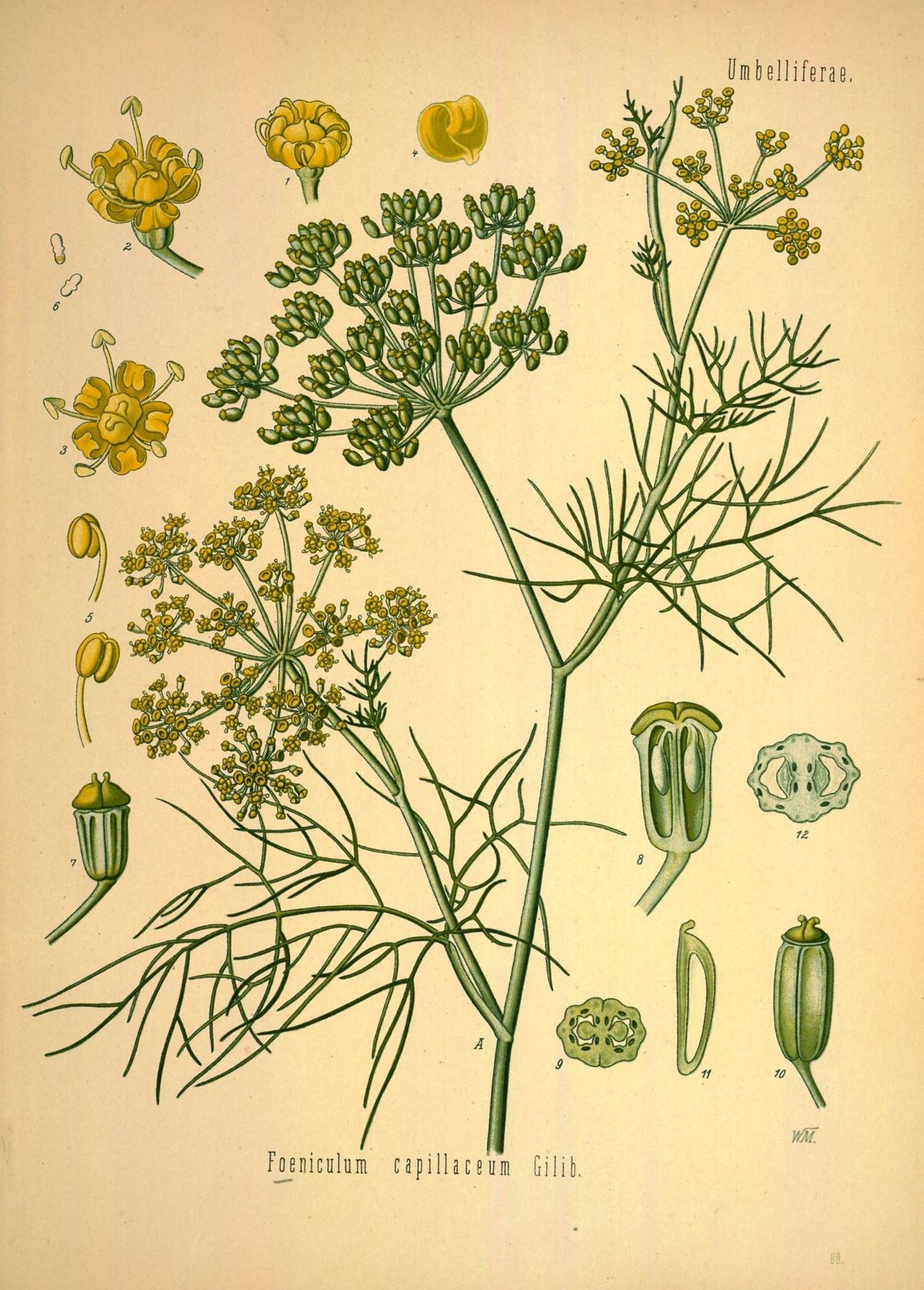 Foeniculum vulgare - Venkel, Fennel, finocchio selvatico
