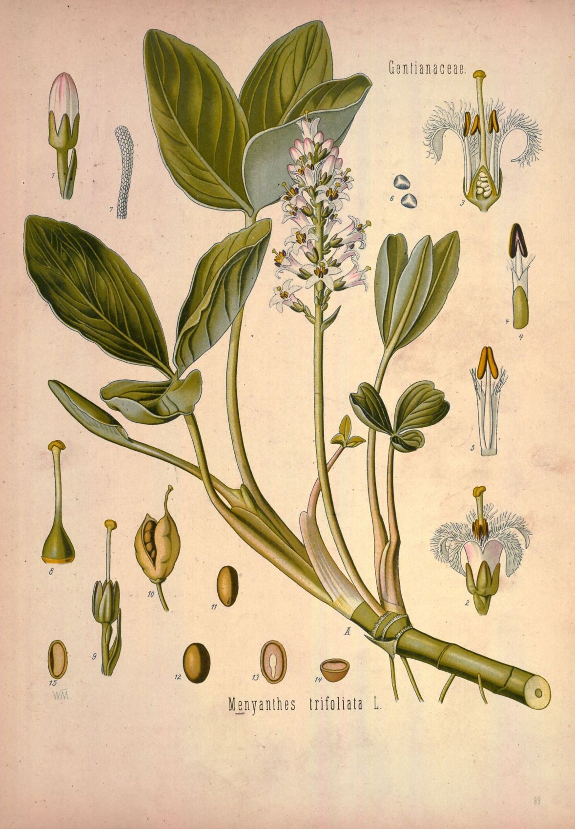 Menyanthes trifoliata - Waterdrieblad, Bog bean, Buck bean, Marsh trefoil