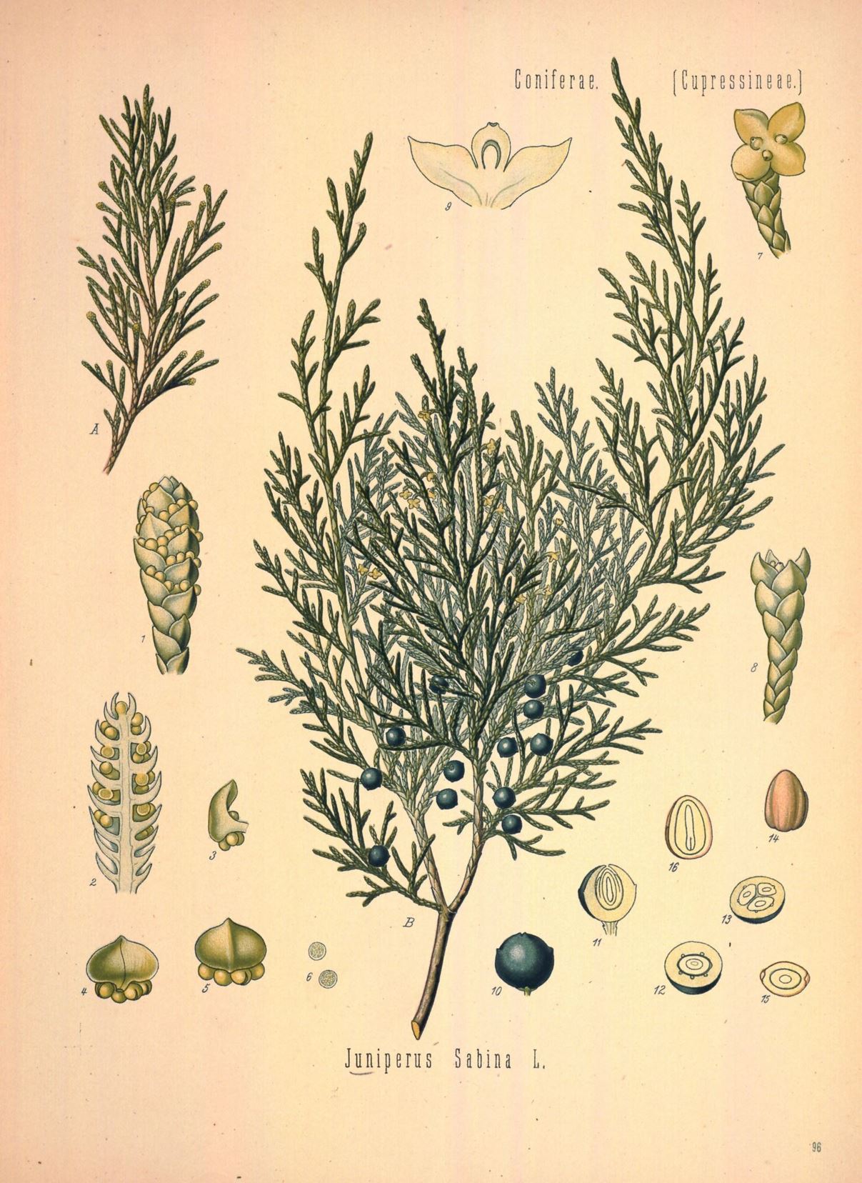 Juniperus sabina - Zevenboom, Savin
