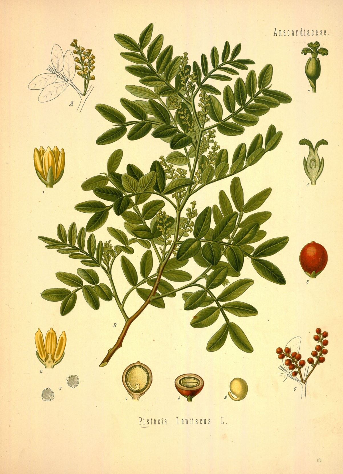 Pistacia lentiscus - Mastiekboom, Mastic