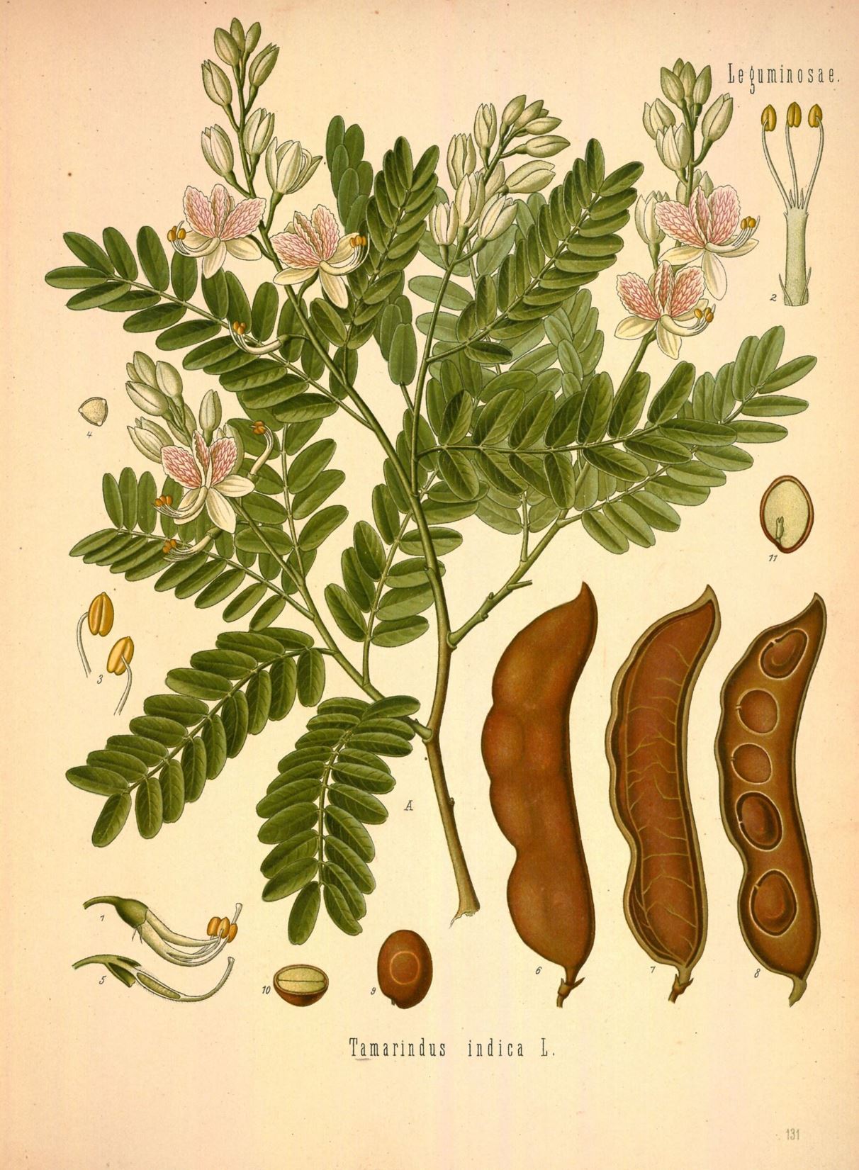 Tamarindus indica - Tamarinde