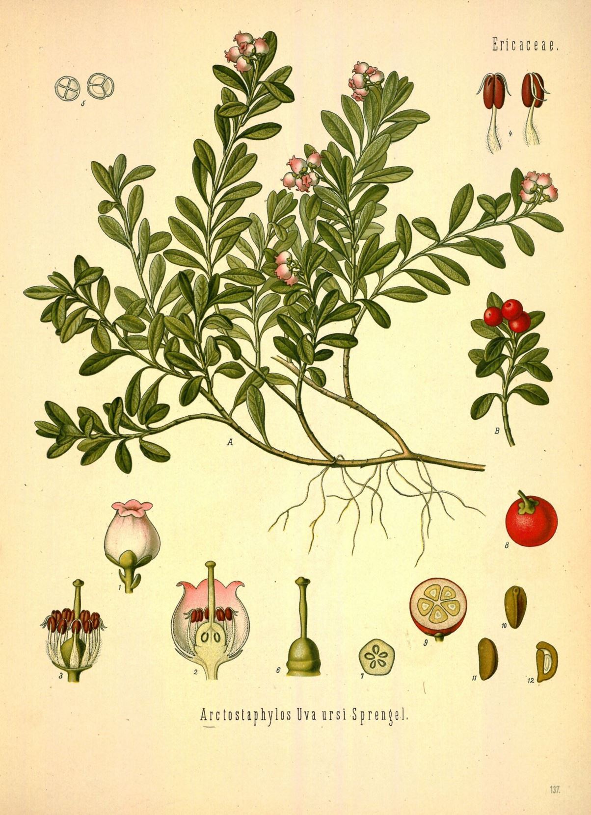 Arctostaphylos uva-ursi - Berendruif