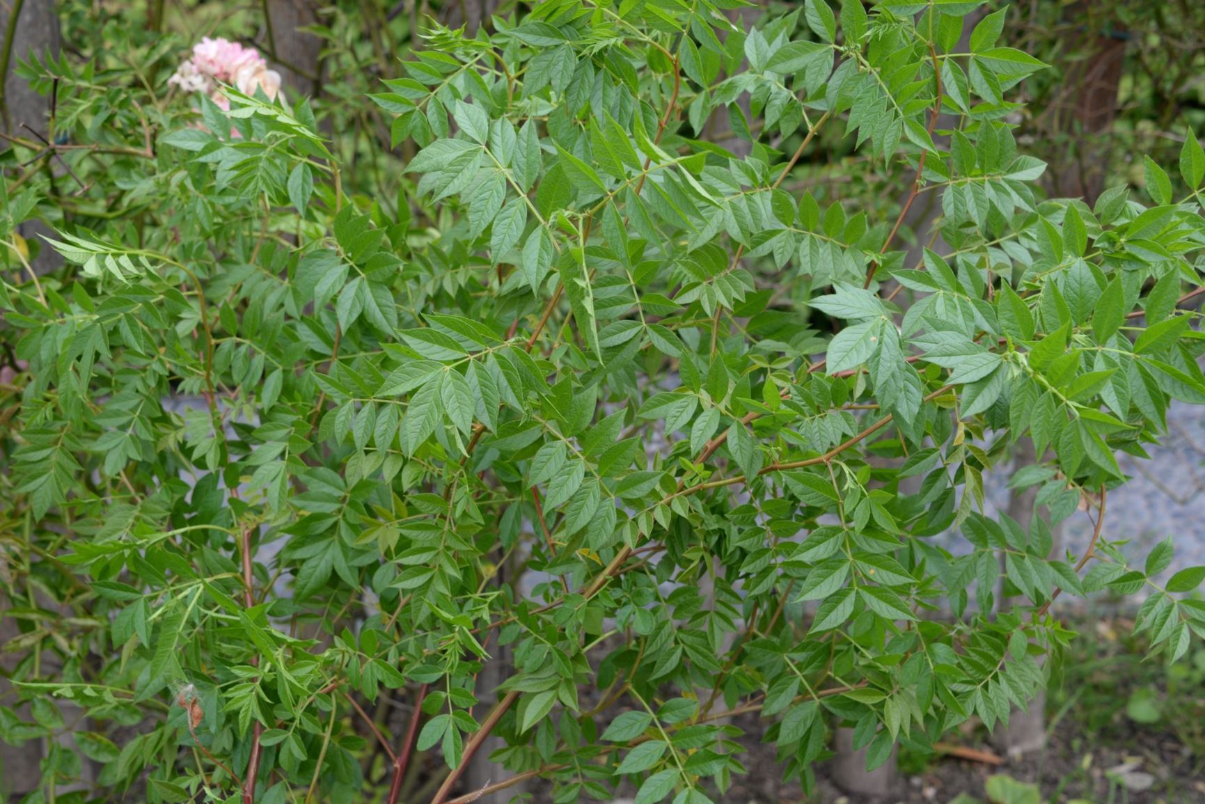 Glycyrrhiza yunnanensis - 云南甘草 yun nan gan cao