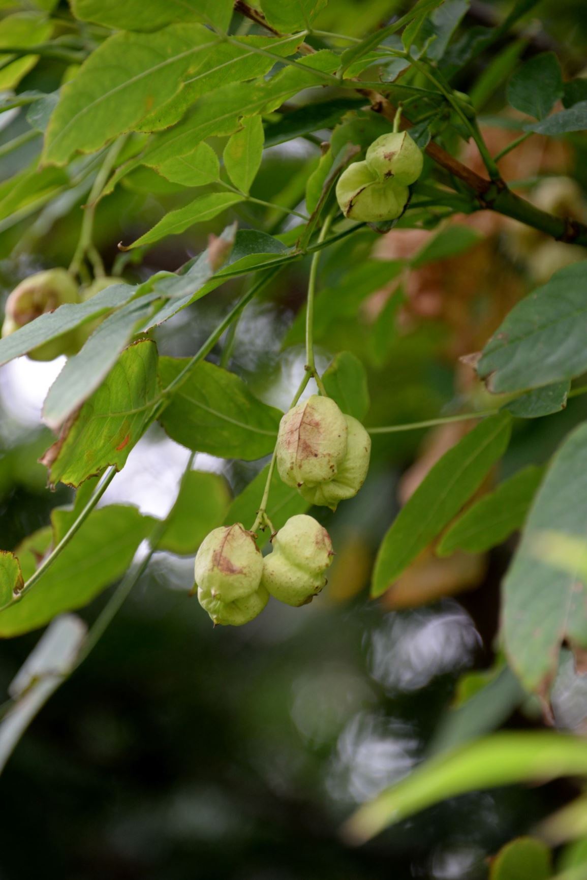 Staphylea pinnata - Pimpernoot, Bladdernut