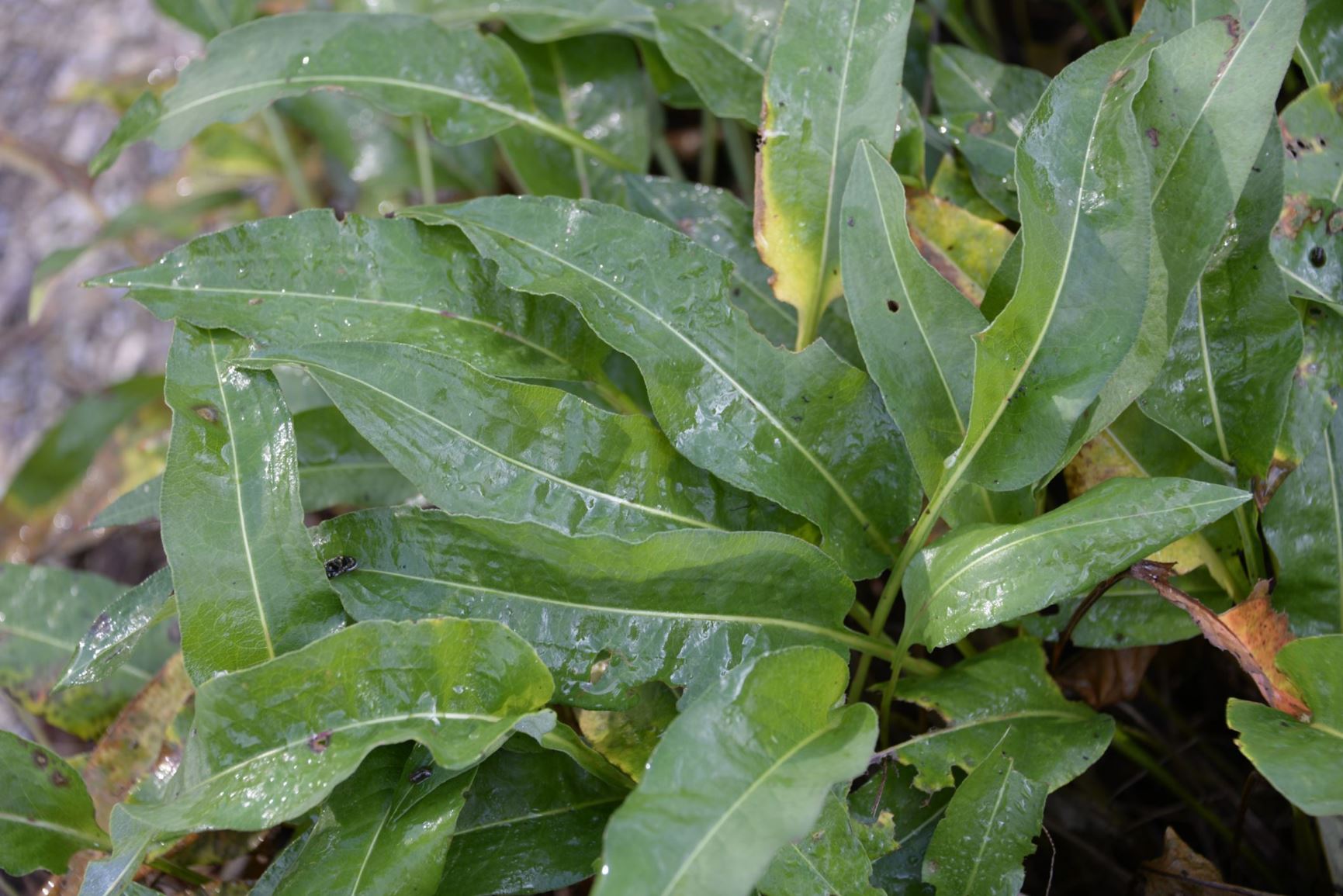 Persicaria bistorta - Adderwortel, Bistort, Snakeweed, Easter ledges, Quanshen (拳参)