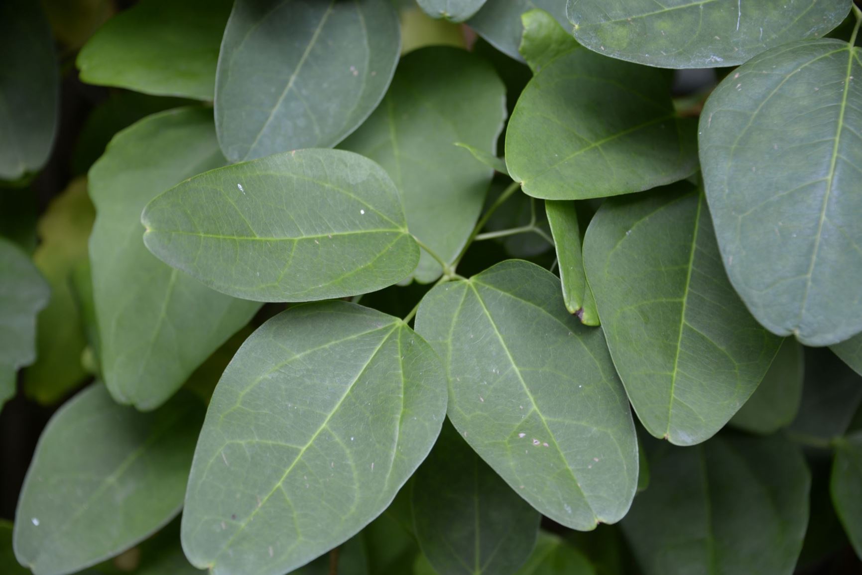Akebia trifoliata - Drietallige akebia, Three-leaf akebia, Akebi, 三叶木通 san ye mu tong