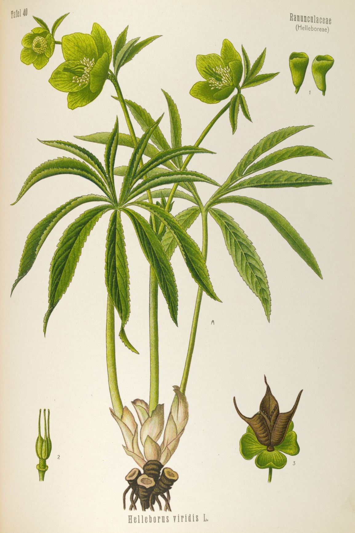Helleborus viridis - Wrangwortel
