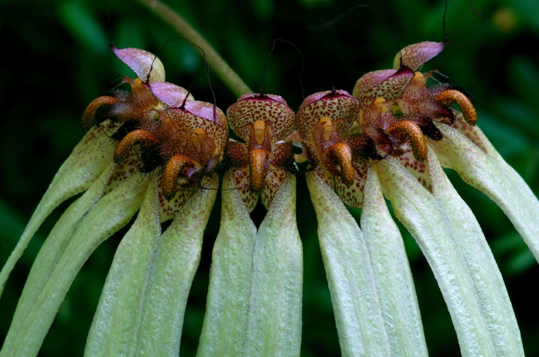Bulbophyllum trisetum