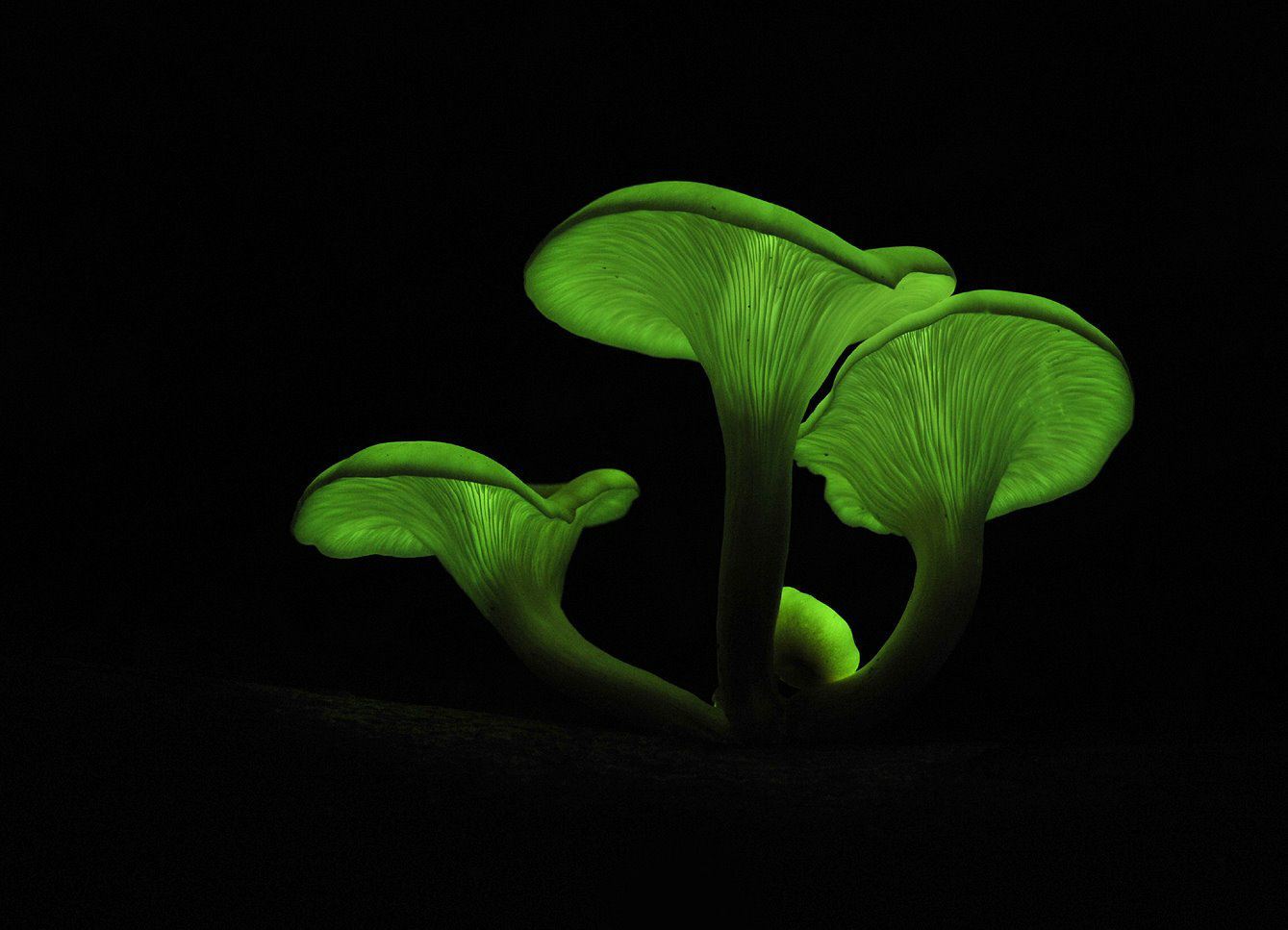 Omphalotus nidiformis - Spookzwammetje, Australische lantaarnzwam, Glow in the Dark Mushroom