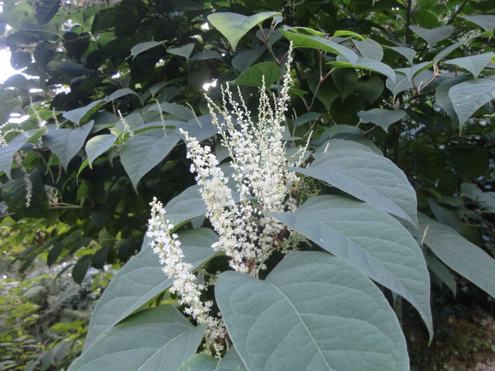 Reynoutria japonica - Japanse duizendknoop, Japanese knotweed, Mexican bamboo, hu zhang, 虎杖