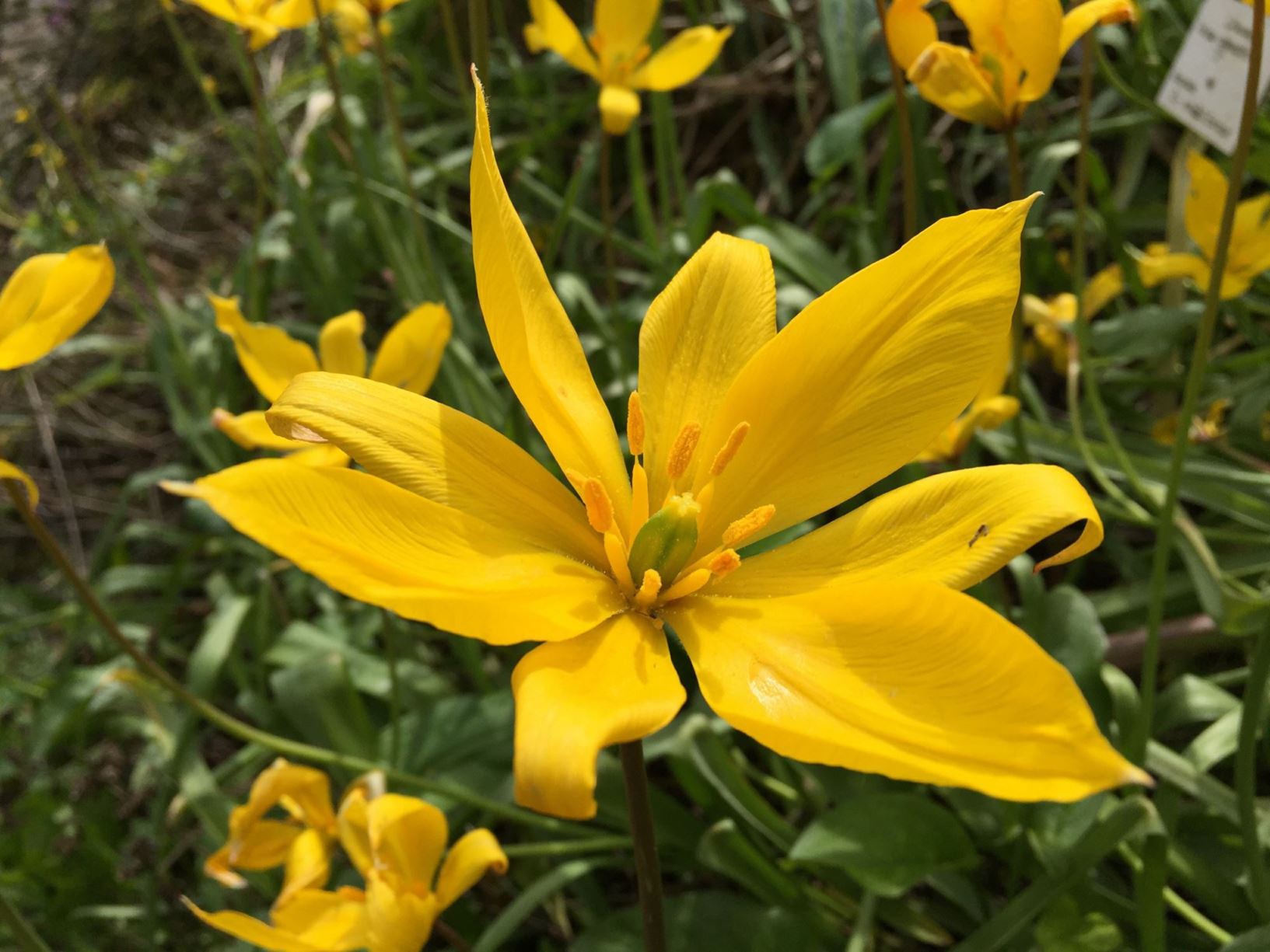 Tulipa sylvestris - Bostulp, Woodland tulip