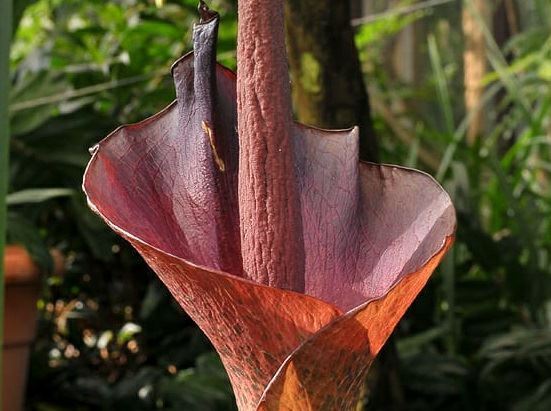 Amorphophallus konjac - Konjak, Devil's tongue, Snake palm, Umbrella arum, 蒟蒻/菎蒻 konnyaku, 花蘑芋 hua mo yu