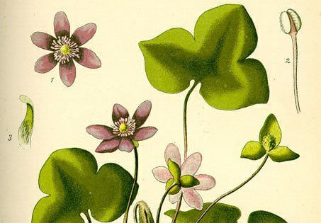 Hepatica nobilis - Leverbloempje, Noble liverwort