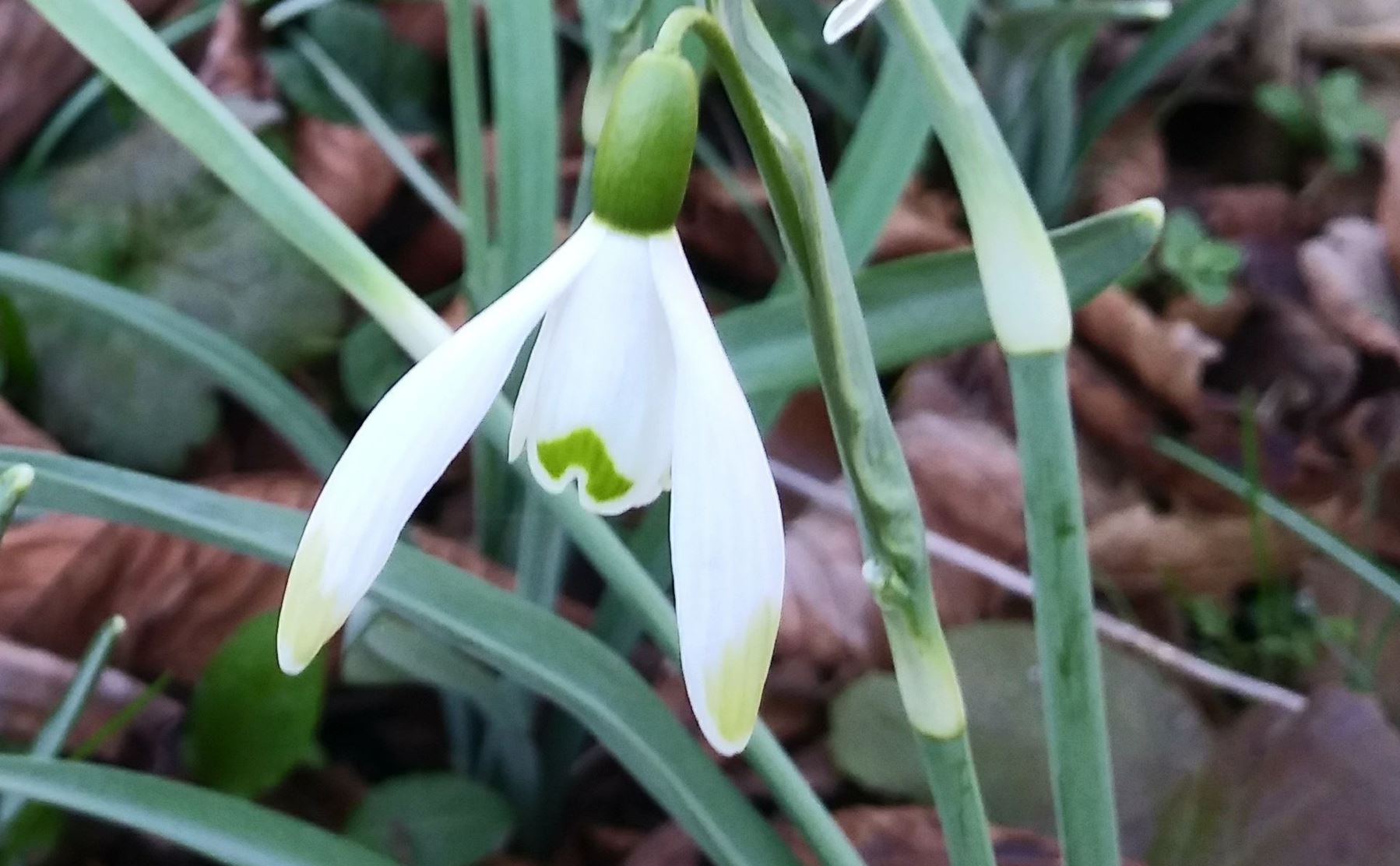 Galanthus nivalis 'Viridapice' - Sneeuwklokje, Snowdrop