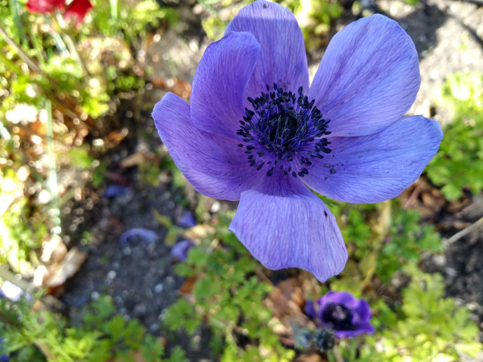 Anemone coronaria - Anemoon, Garden anemone, Irish anemone, anémone des fleuristes
