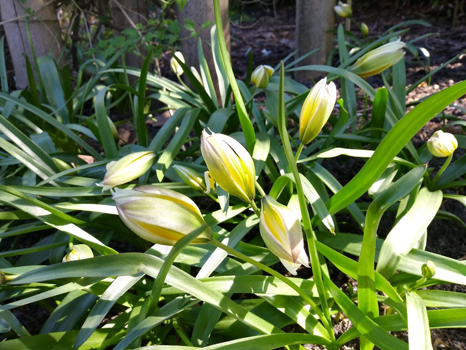 Tulipa tarda - Late tulip