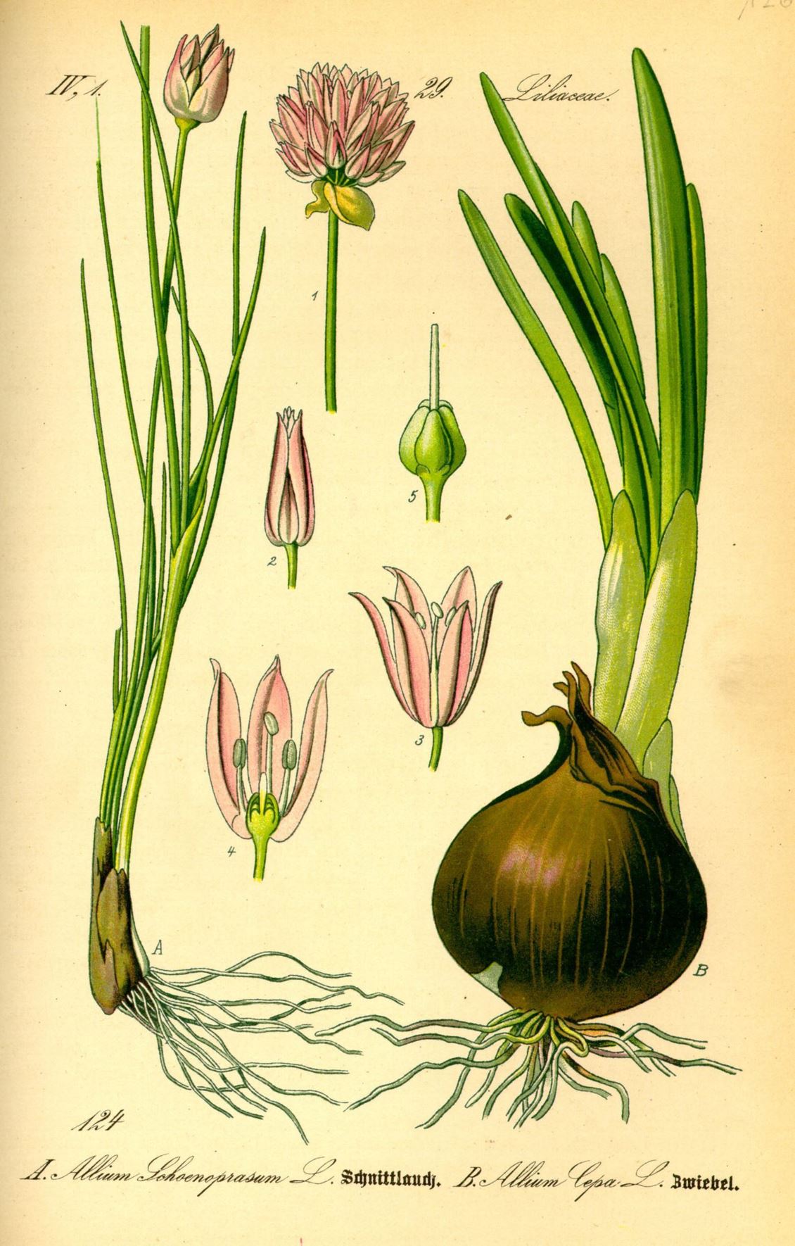 Allium schoenoprasum - Bieslook, Chives