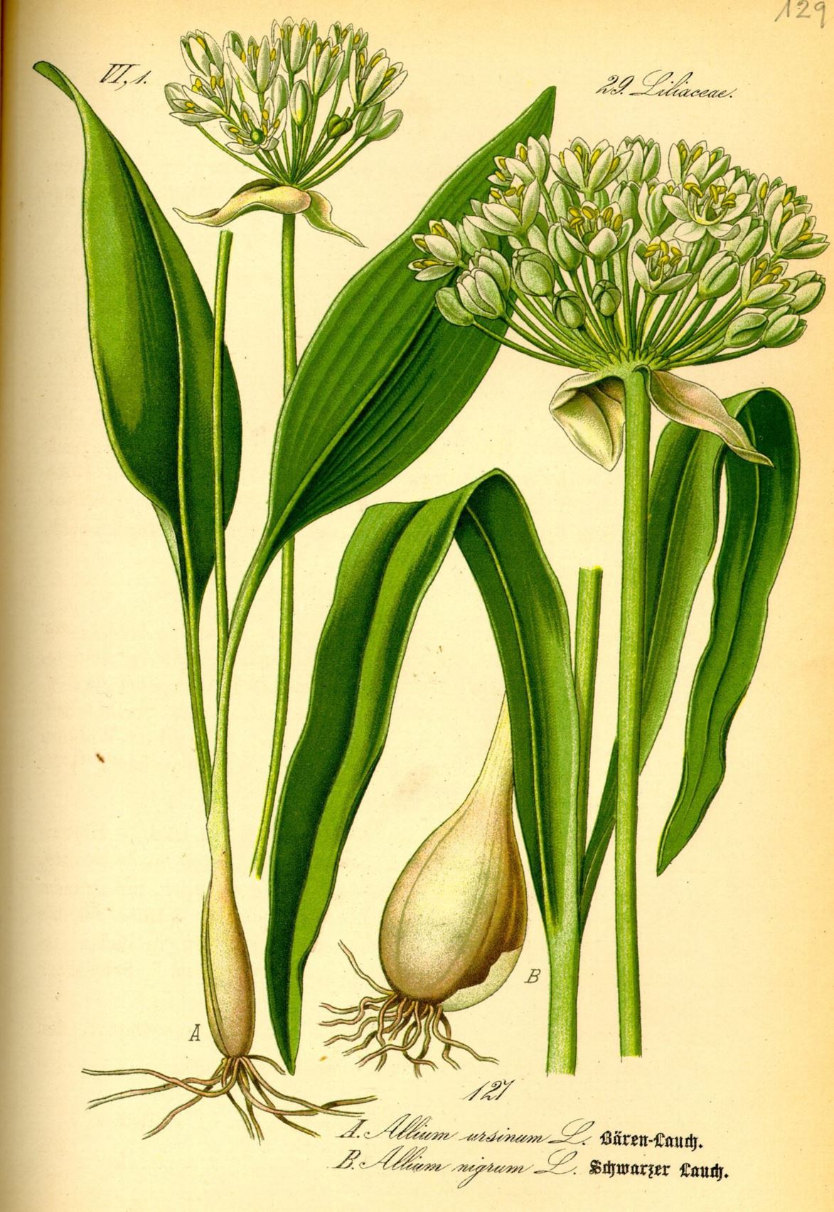 Allium ursinum - Daslook, Ramsons, Wild garlic, Wood garlic