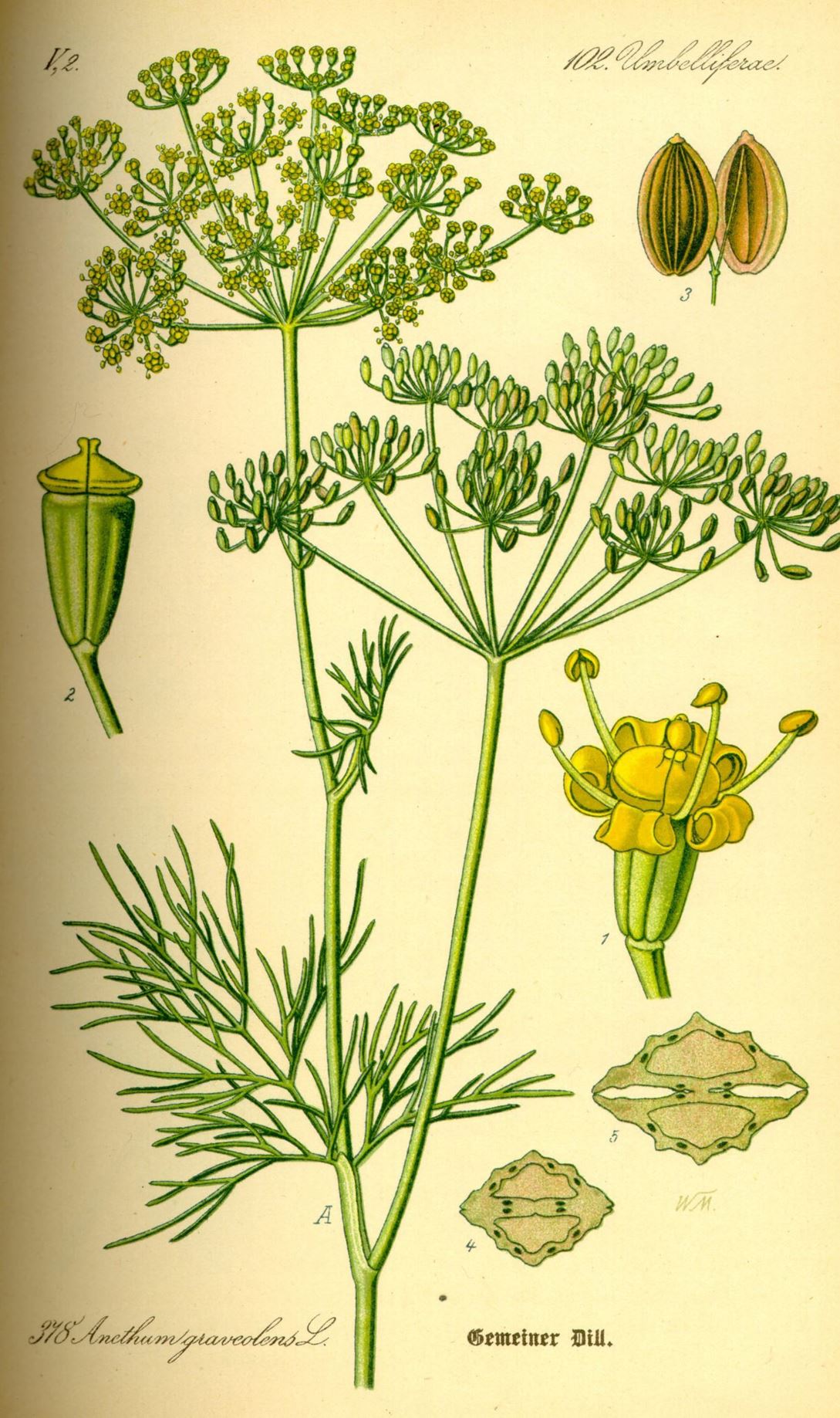 Anethum graveolens - Dille, Dill