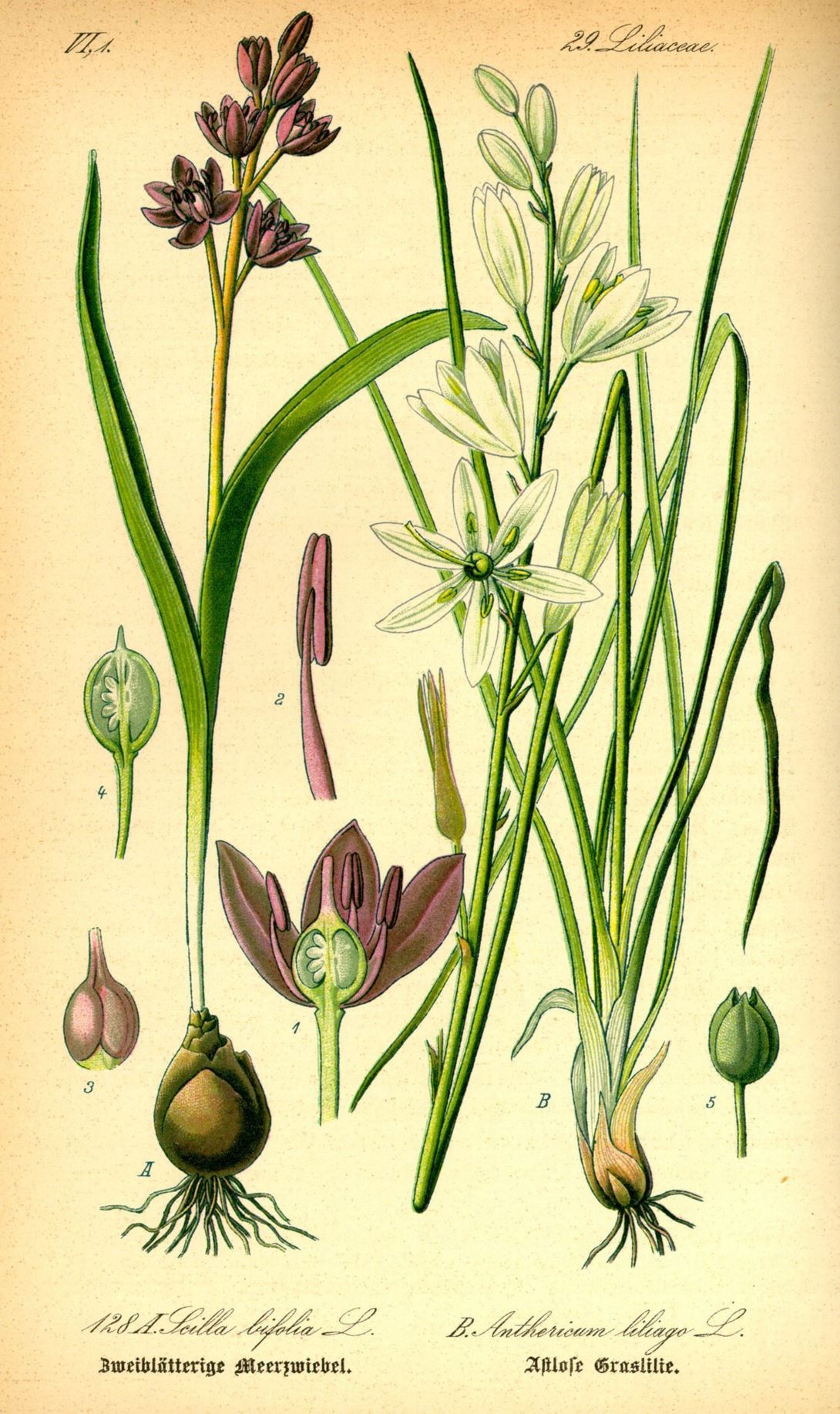 Anthericum liliago - Grote graslelie, St Bernard's lily