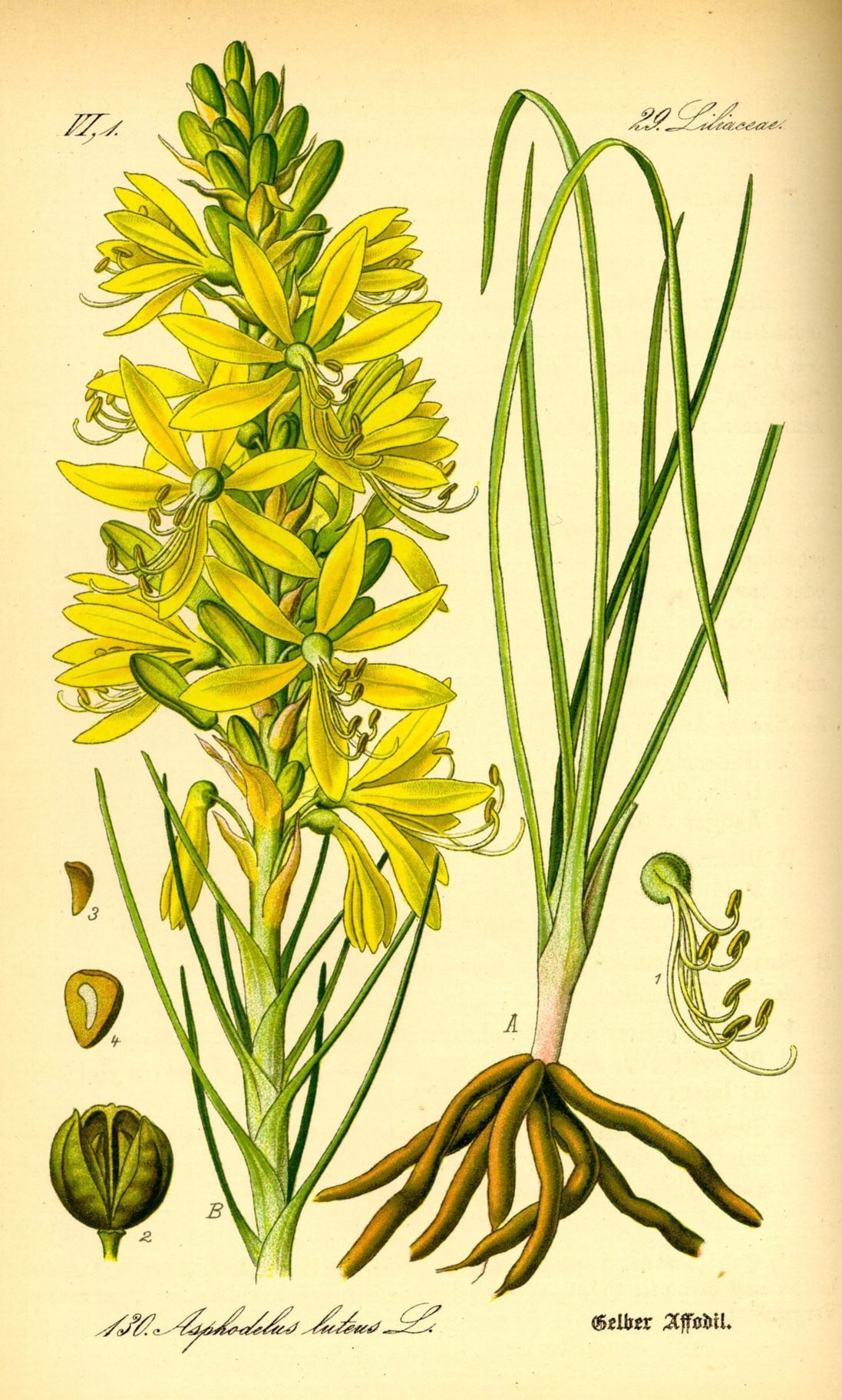 Asphodeline lutea - Gele affodil, yellow asphodel, Jacob's rod