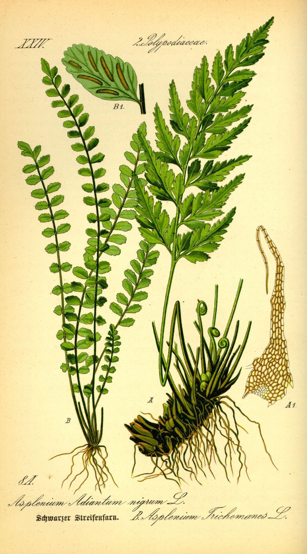 Asplenium trichomanes - Steenbreekvaren, Maidenhair spleenwort
