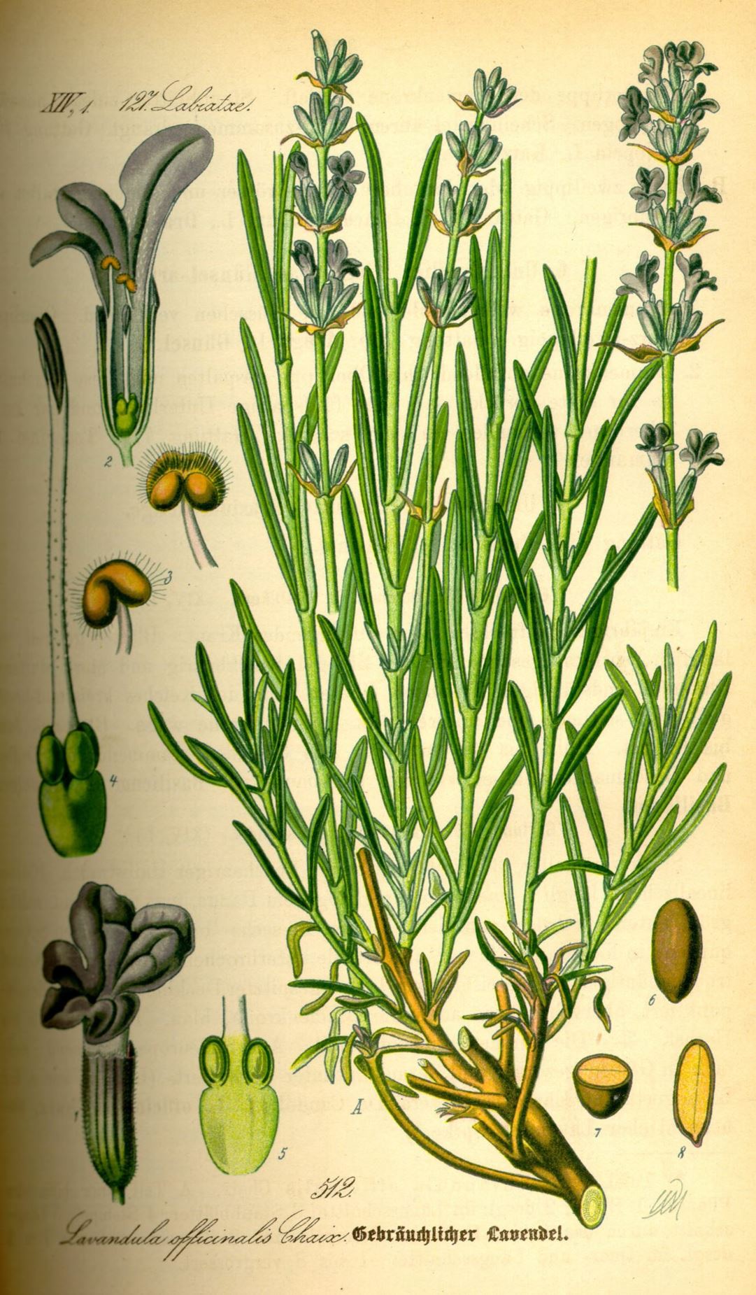 Lavandula angustifolia - Echte lavendel, English lavender, garden lavender, lavande commune, faux nard, fior di spigo, espliego común