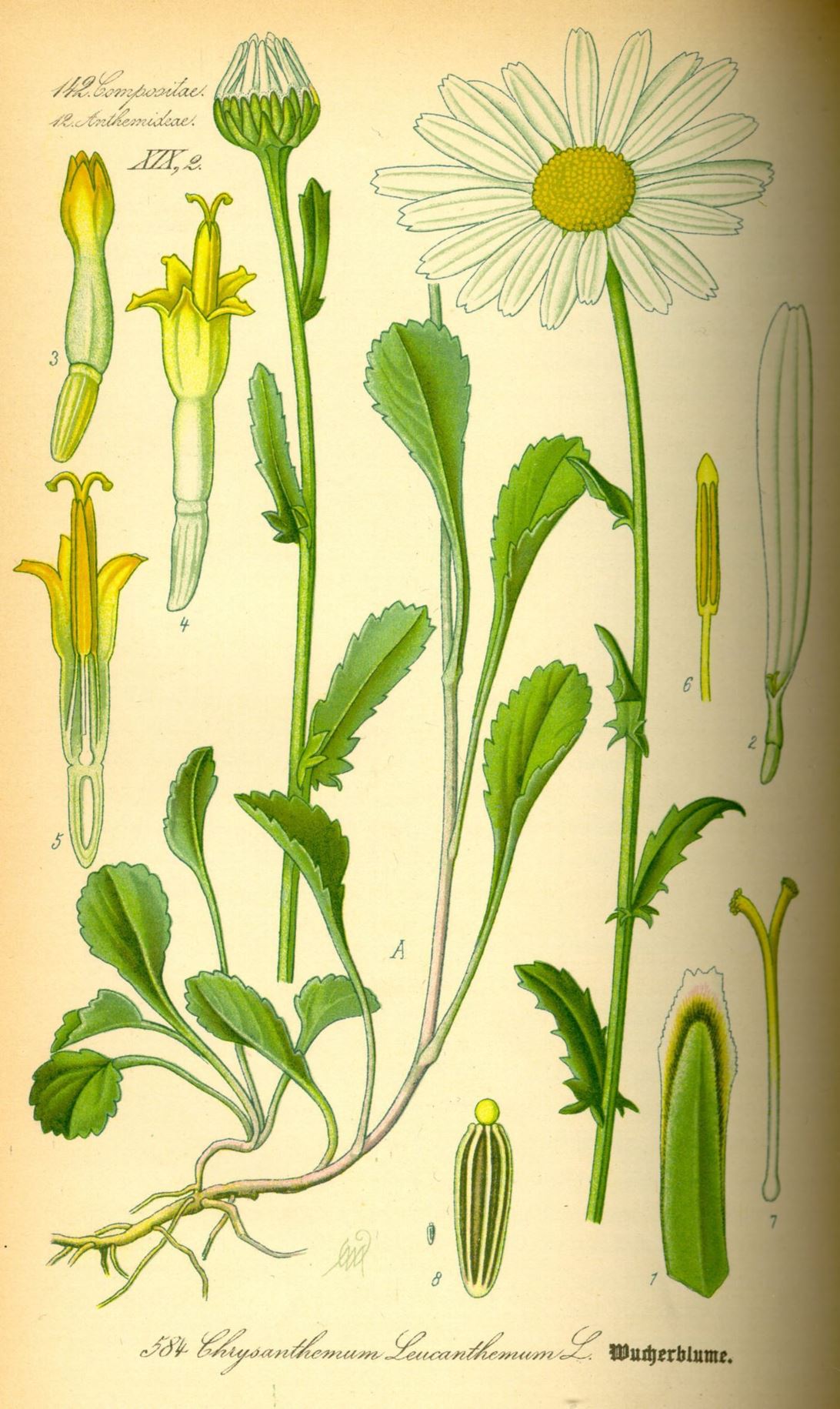 Leucanthemum vulgare - Gewone margriet, Ox-eye daisy