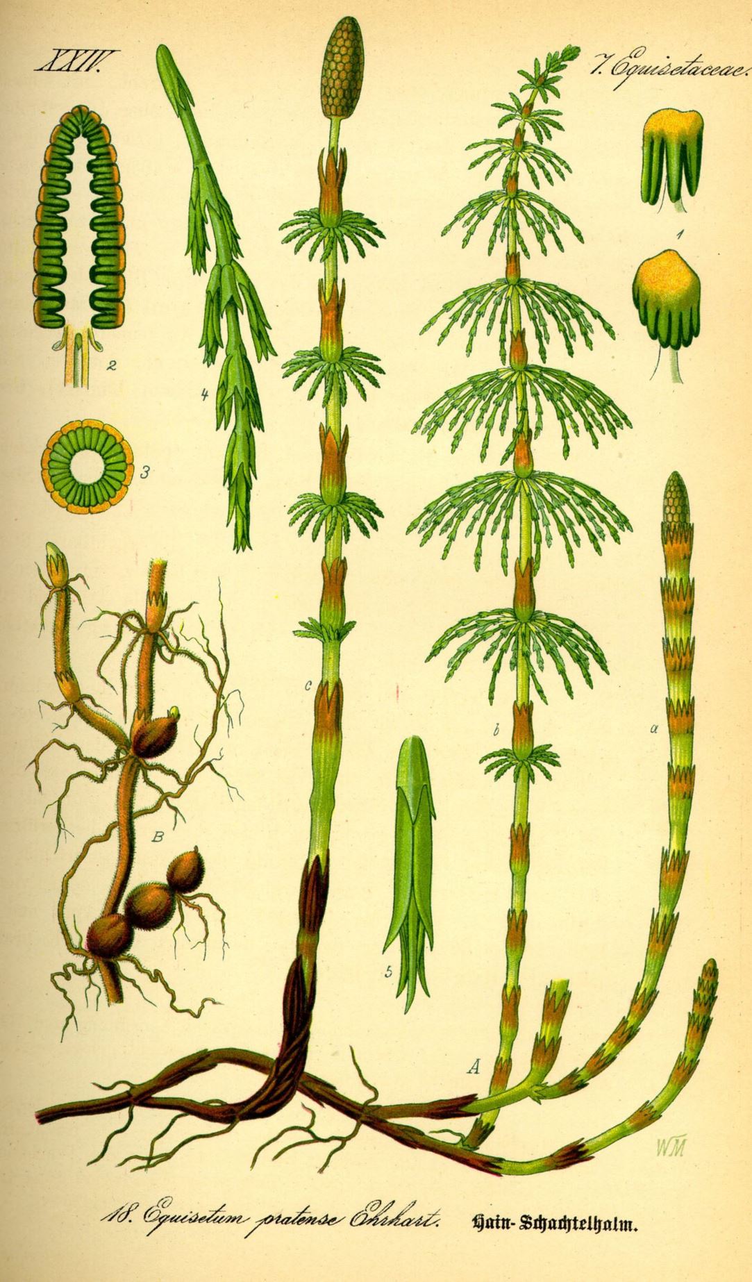 Equisetum pratense - Paardenstaart, Meadow horsetail, shade horsetail, shady horsetail