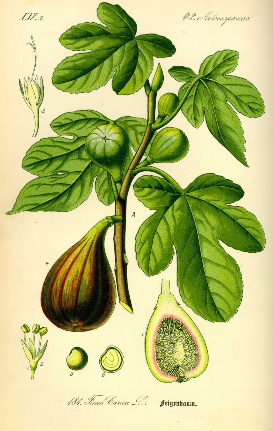 Ficus carica - Gewone vijg, vijgenboom, Edible fig, figueira-de-tocar