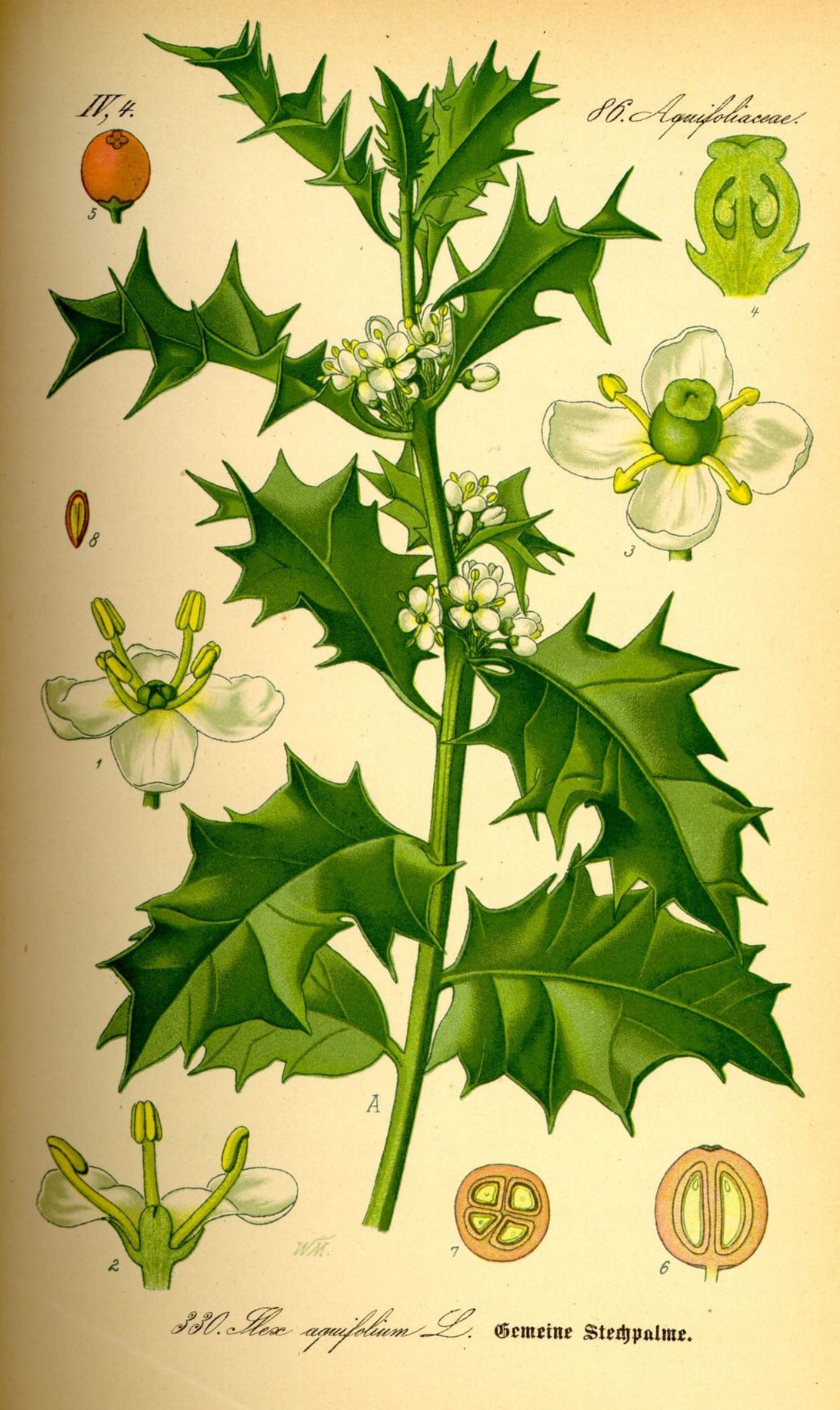 Ilex aquifolium - Hulst, Common holly, English holly
