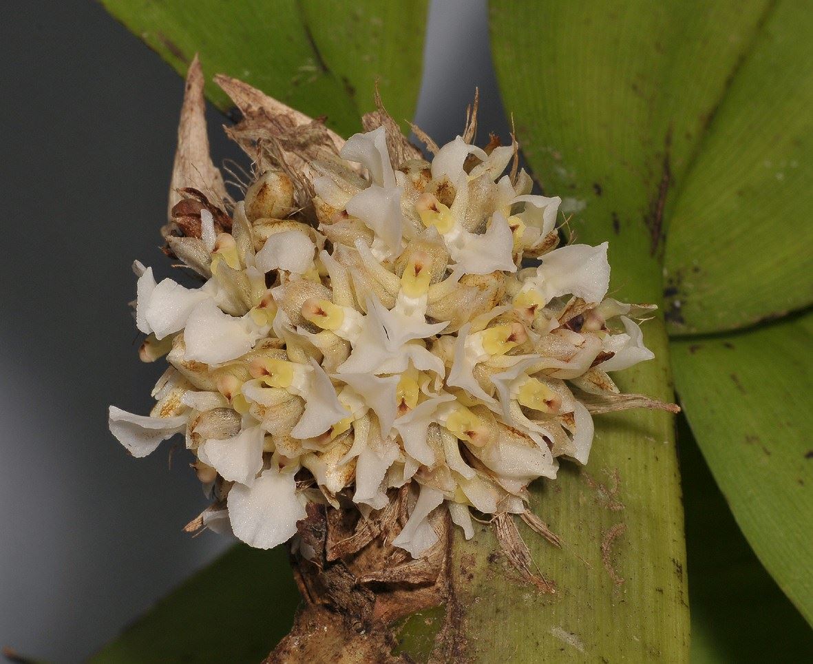 Agrostophyllum papuanum