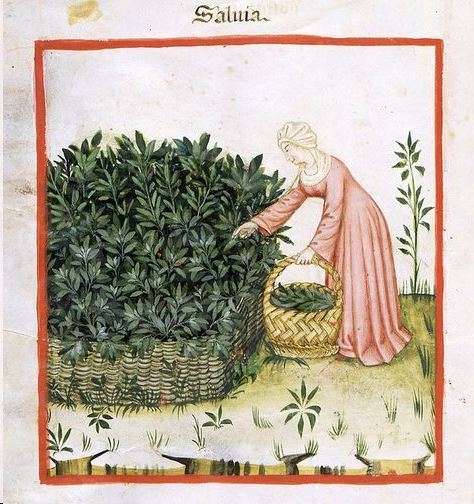 Salvia officinalis - Echte salie, Common sage, sauge commune